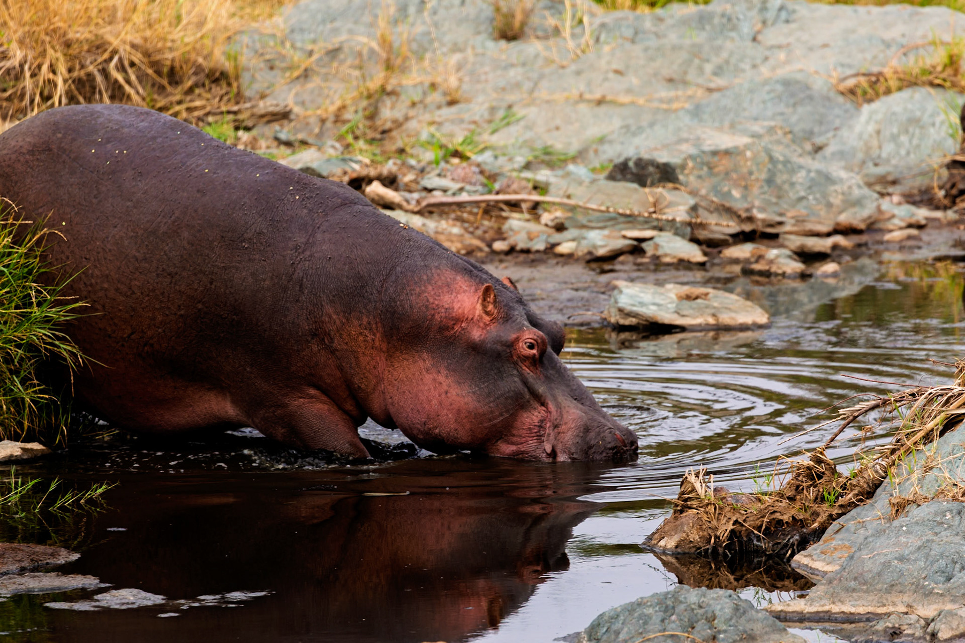 A hippo is submerged in a body of water in Serengeti National Park, Tanzania, likely cooling off or searching for food.