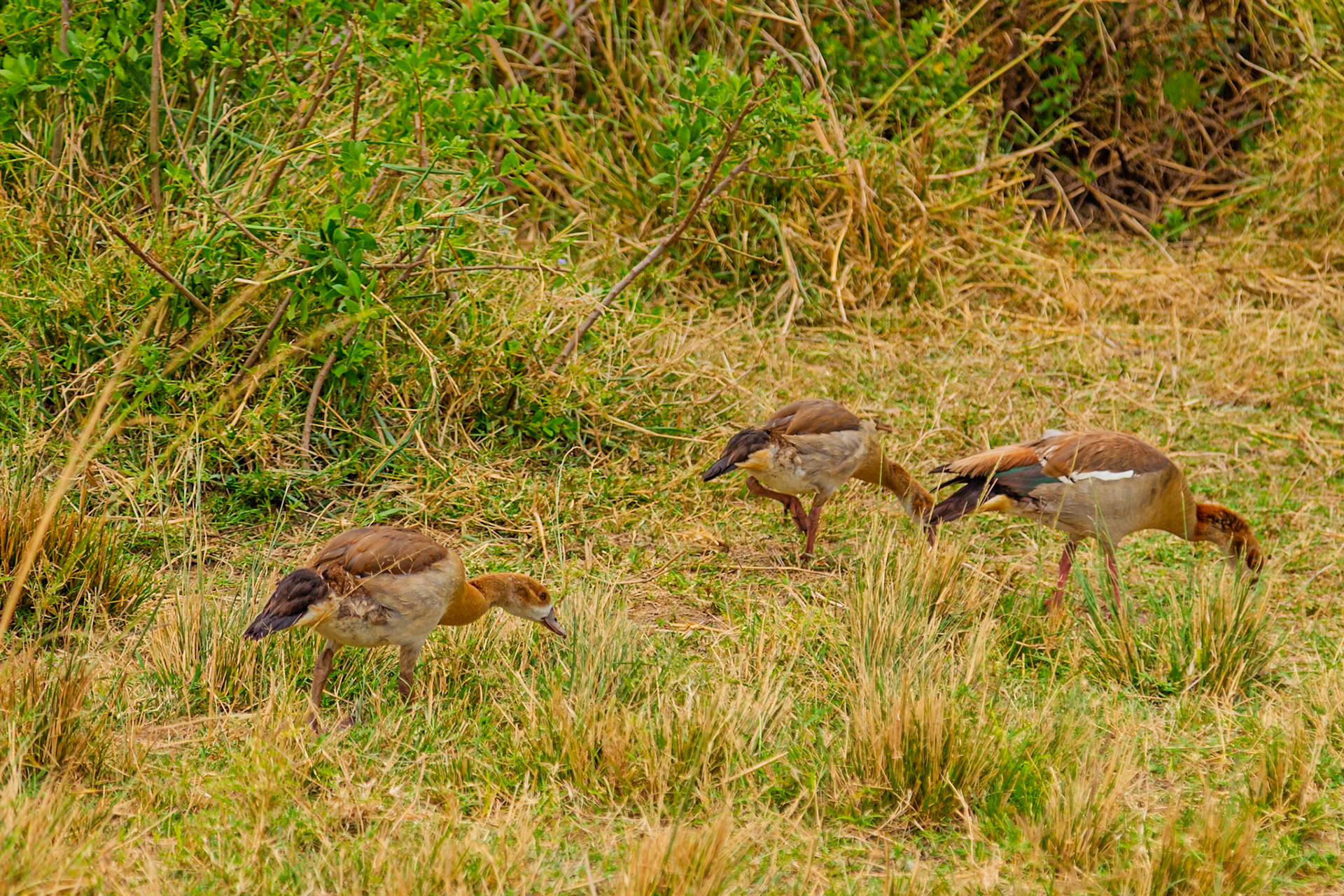 Three Fulvous Whistling Ducks forage for food in the tall grasses of Tanzania's Serengeti National Park.