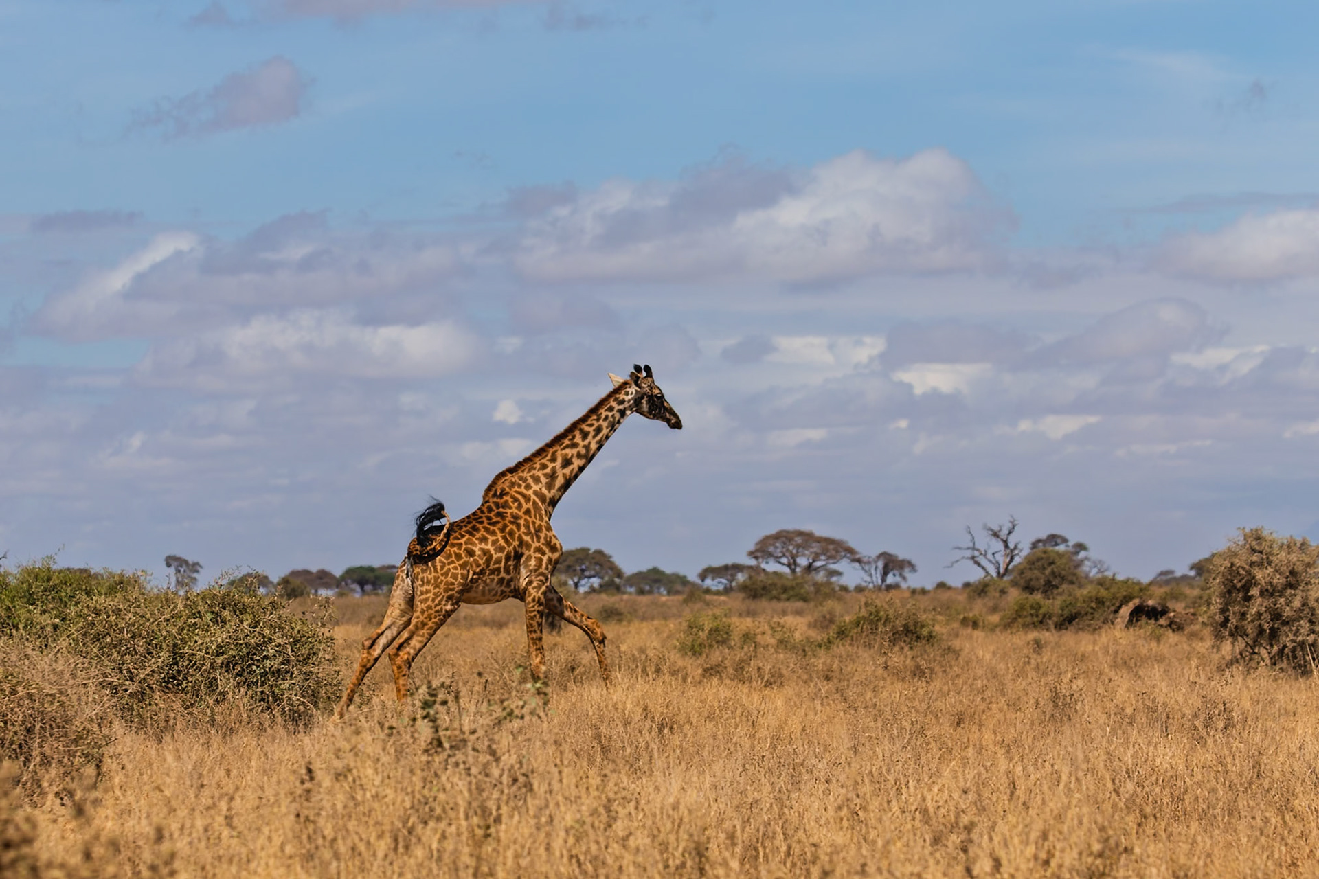 A giraffe trots across the plains of Amboseli National Park in Kenya, its tail swishing as it moves.
