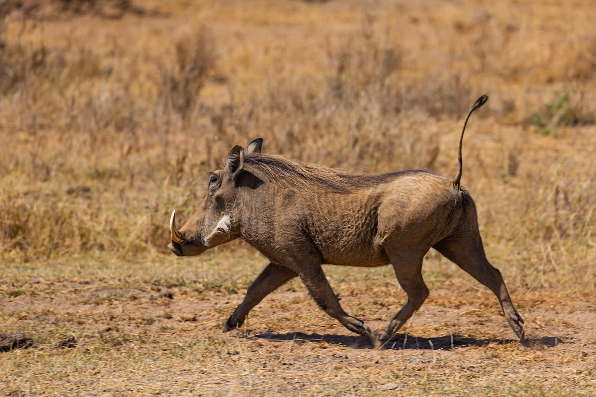 A warthog trots across the Kenyan savanna in Amboseli National Park, likely searching for food or fleeing a perceived threat.
