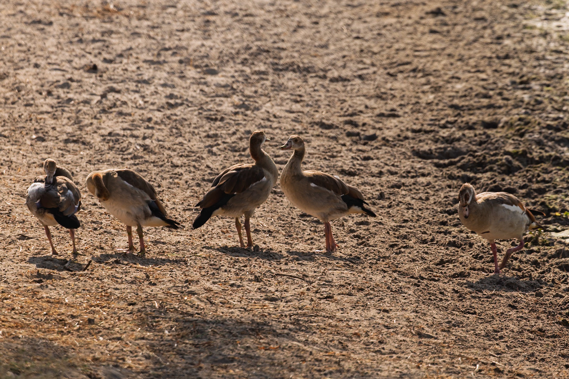 Five Egyptian Geese stand on the dry ground of Tarangire National Park, Tanzania, likely foraging or resting.