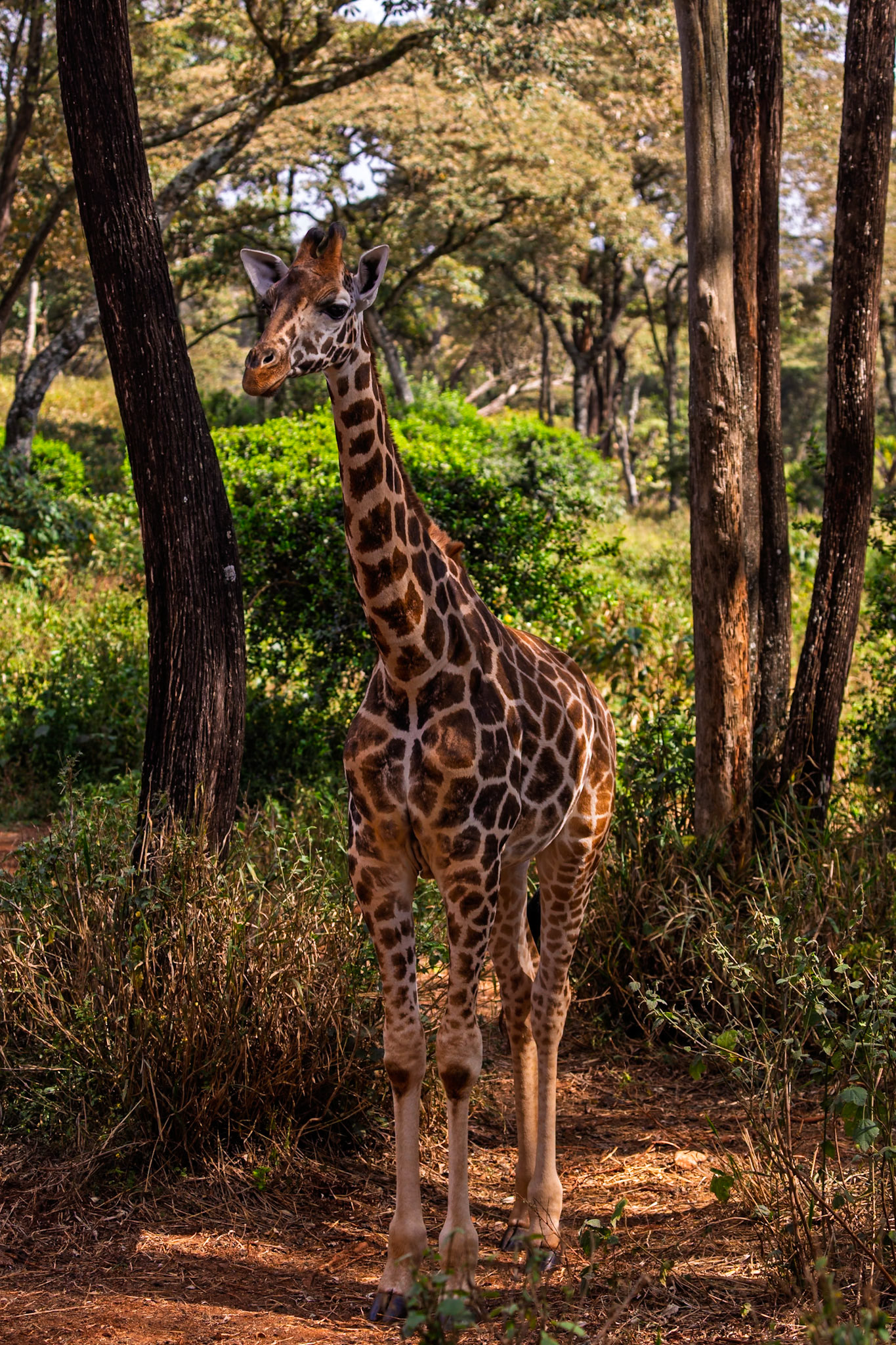 A giraffe stands tall at the Giraffe Center in Kenya, showcasing its unique patterns and graceful presence in its natural habitat.
