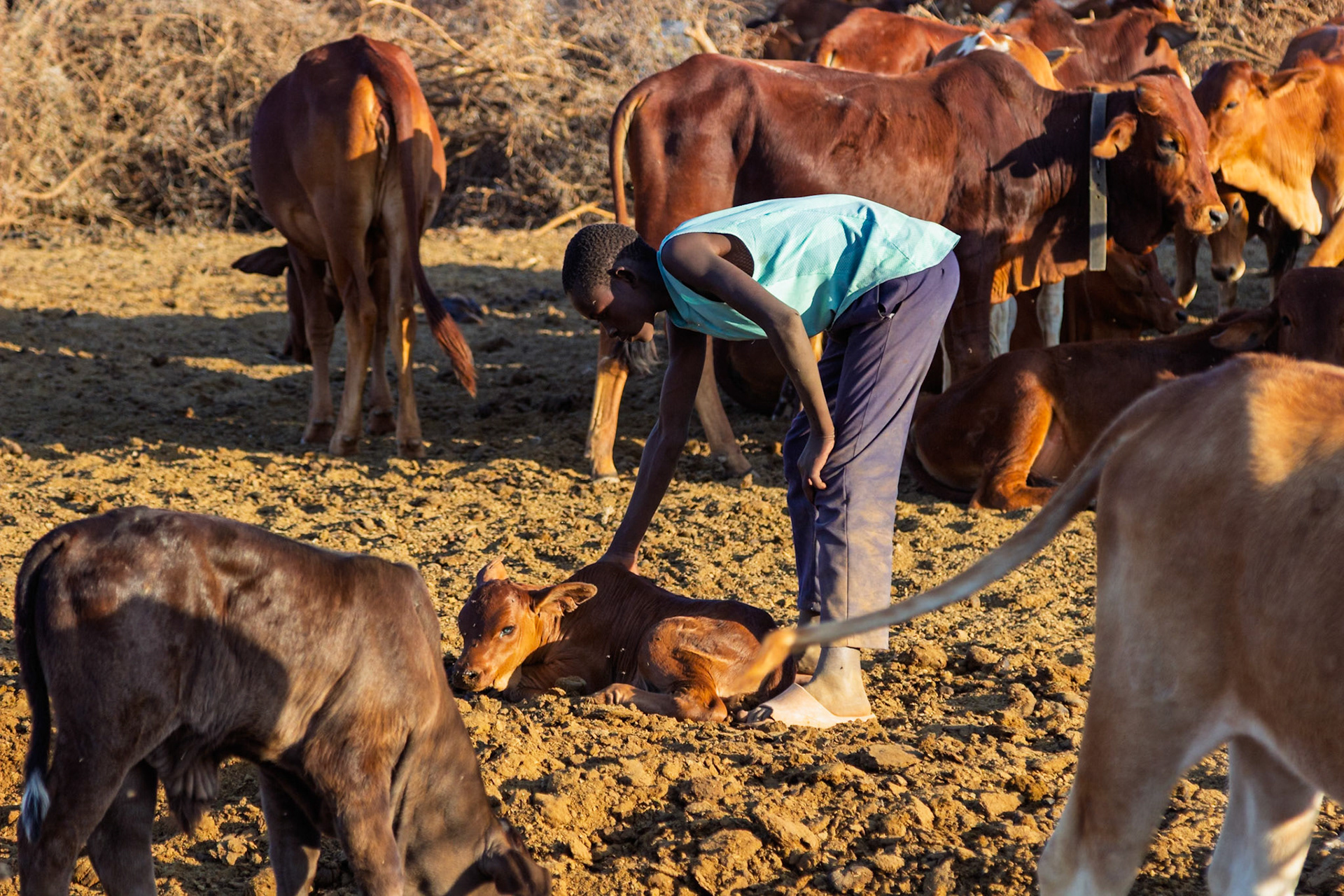 A Maasai child checks on a calf in a village in Kenya. Cattle are central to Maasai life and culture.