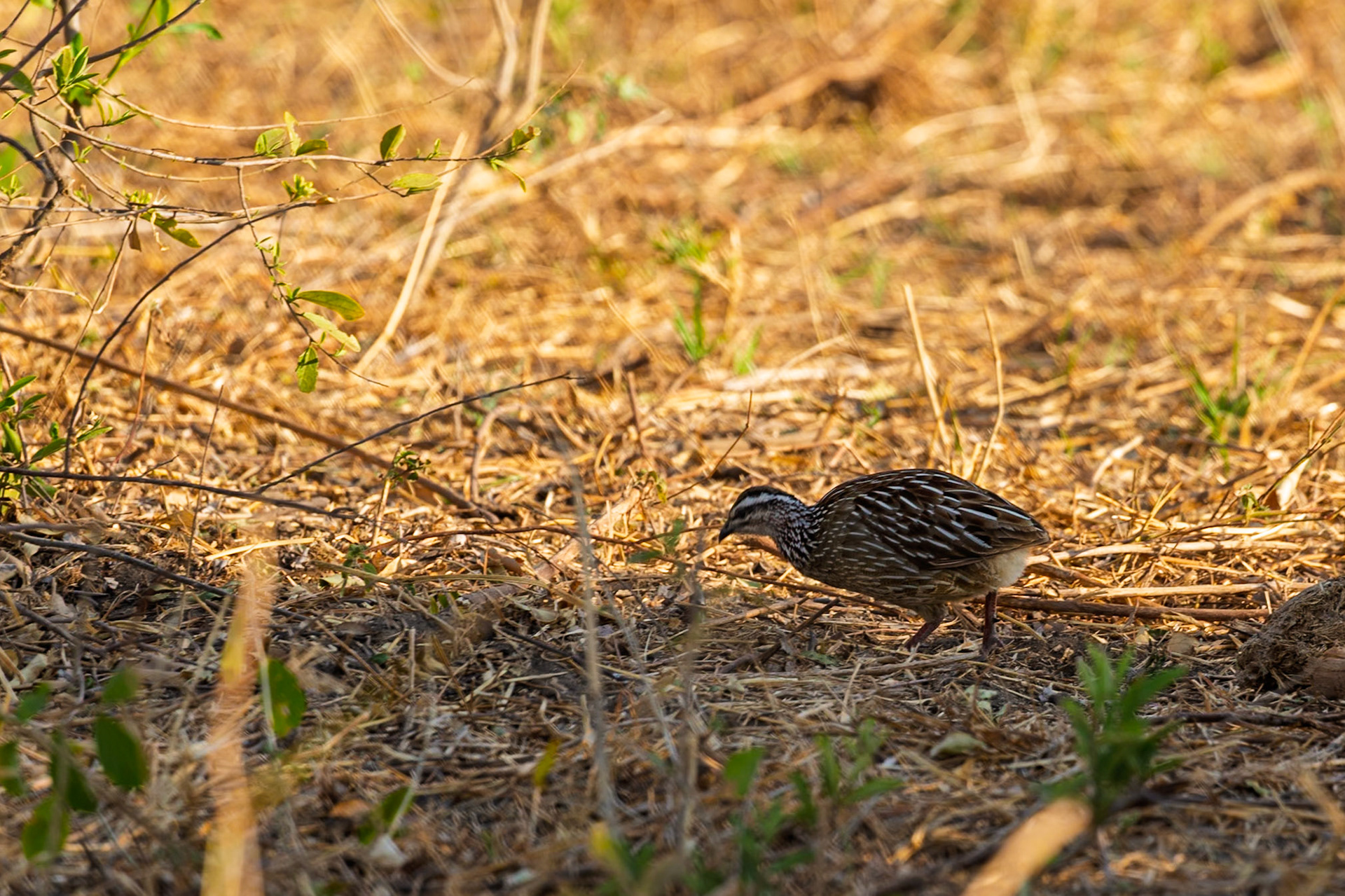 A harlequin quail forages for food in the underbrush of Tarangire National Park, Tanzania.