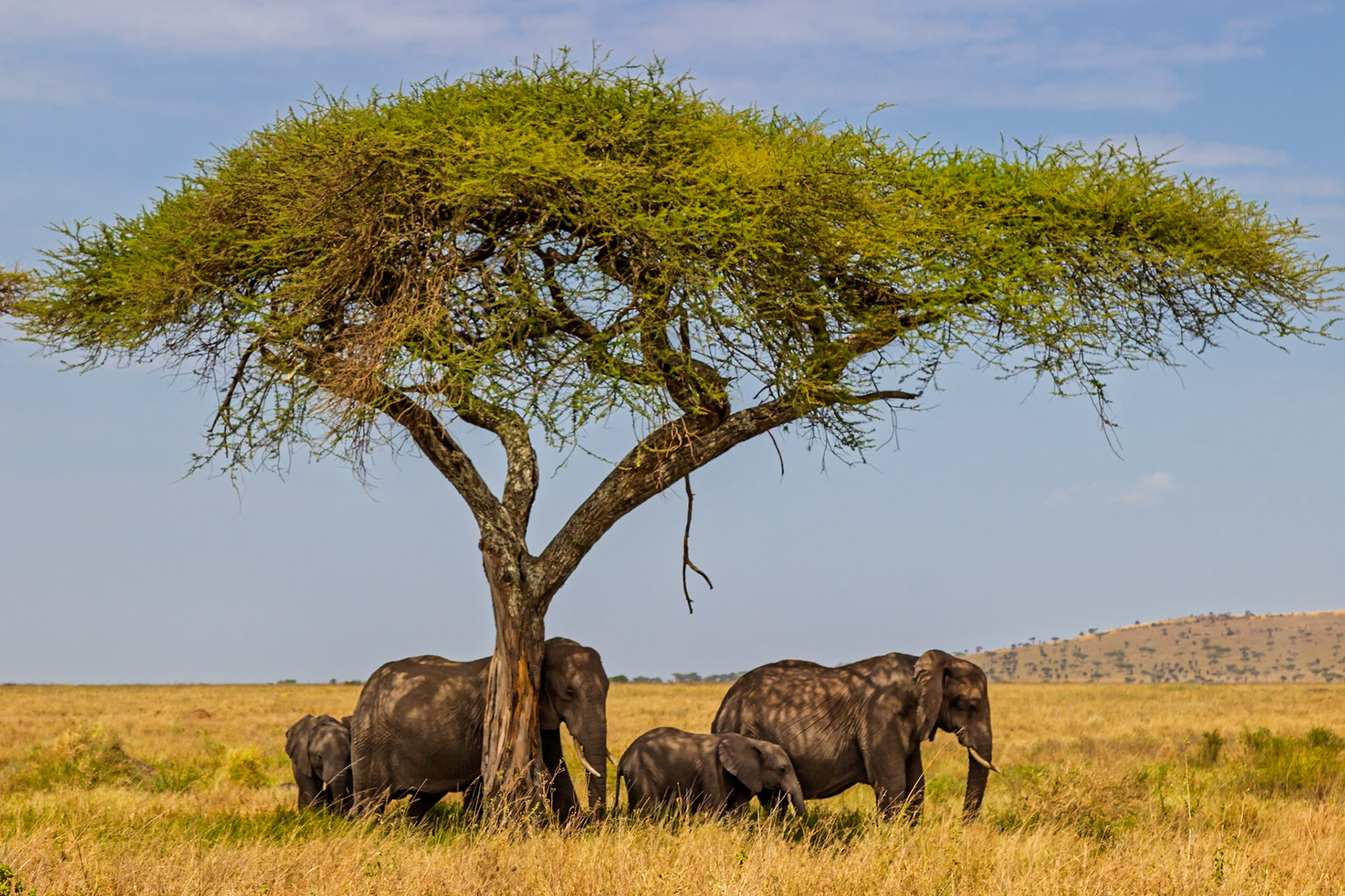 A family of elephants seeks shade under an acacia tree in Tanzania's Serengeti National Park, escaping the hot African sun.