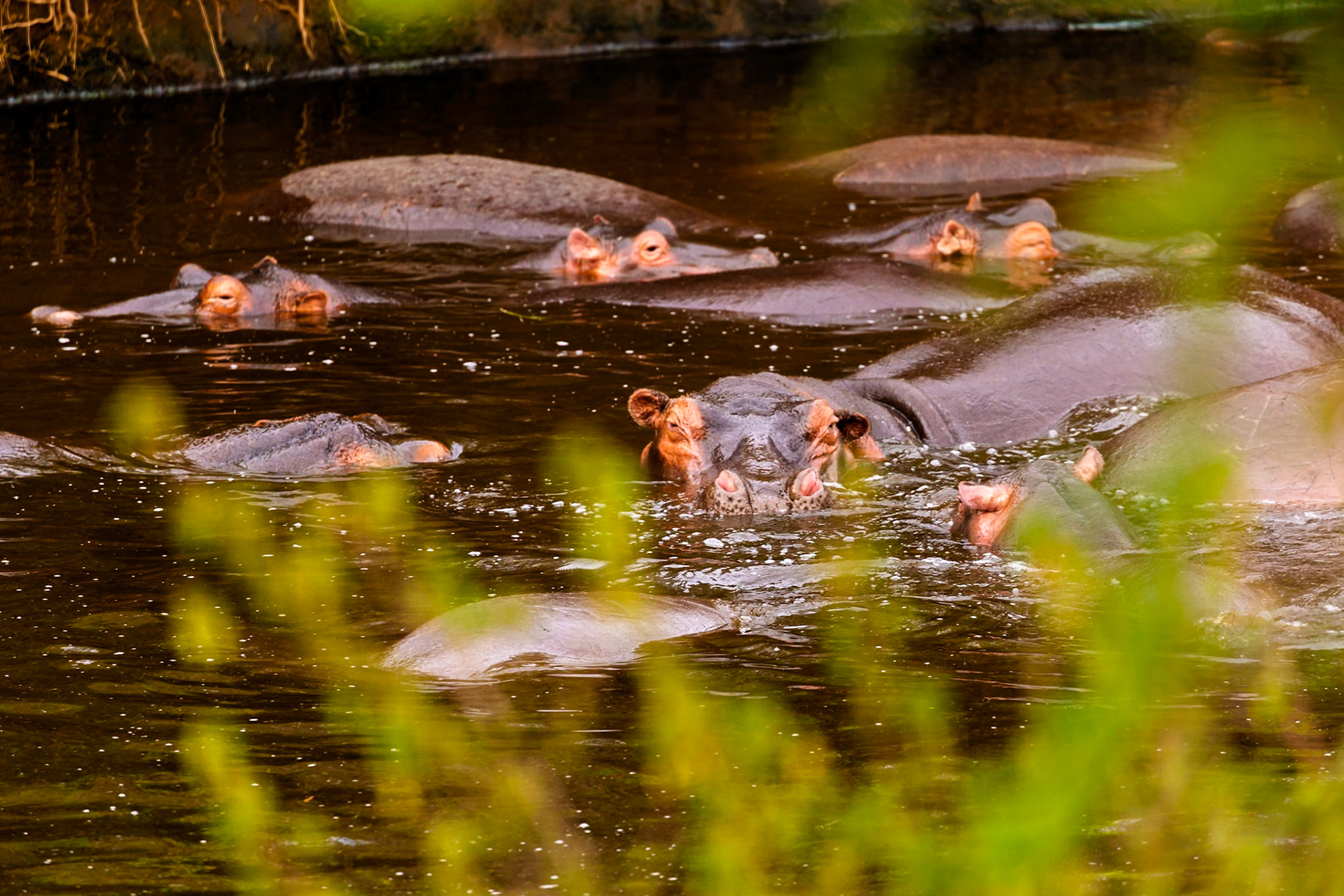 A bloat of hippos stay cool in the water in Serengeti National Park, Tanzania. They submerge to regulate body temperature.