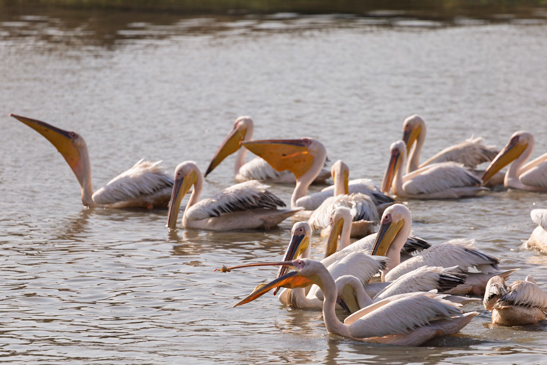 A flock of Great White Pelicans actively fishes in the waters of Tarangire National Park, Tanzania.