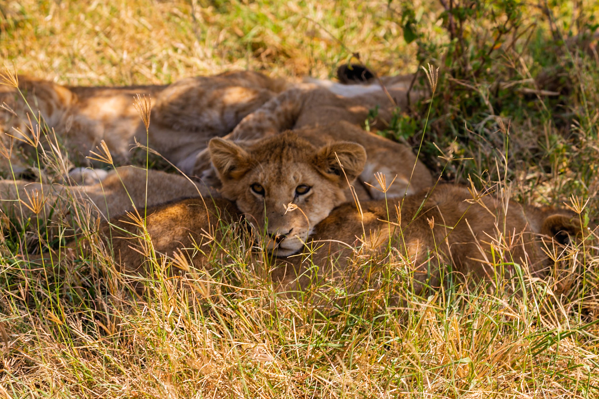 Lion cubs are resting in the shade in Serengeti National Park, Tanzania. They are sleeping to conserve energy.