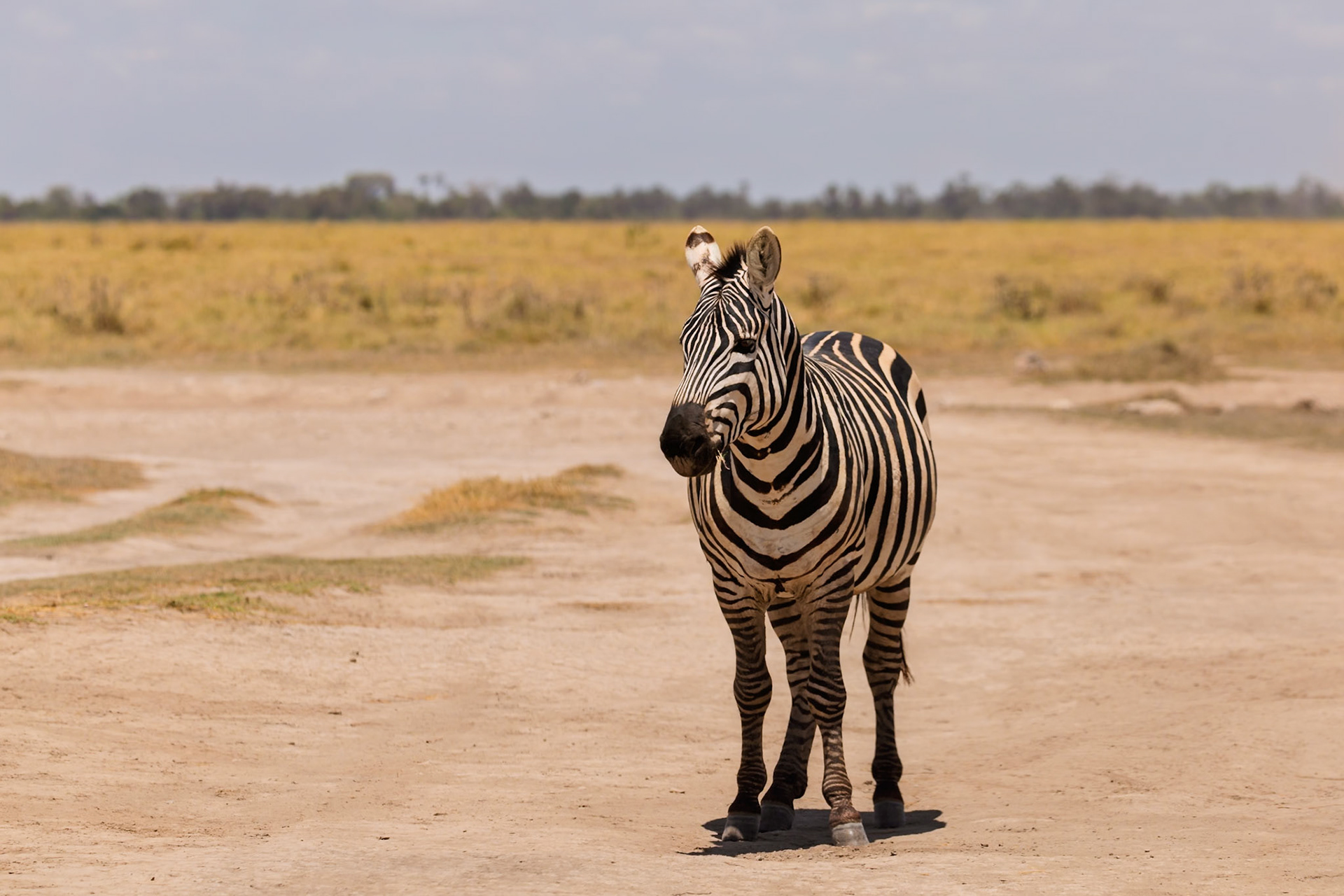 A zebra stands in Amboseli National Park, Kenya, grazing on the dry savanna. It is looking at the camera.