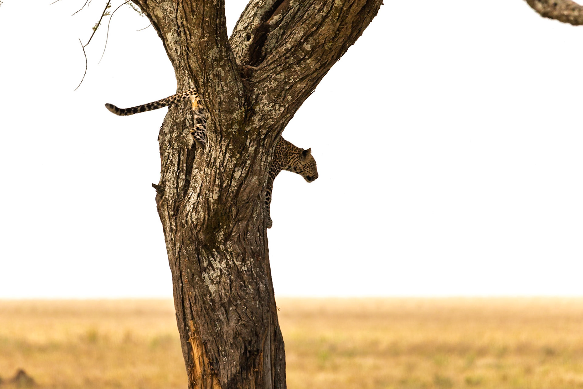 A leopard descends a tree in Serengeti National Park, Tanzania, likely after resting or spotting potential prey on the savanna below.
