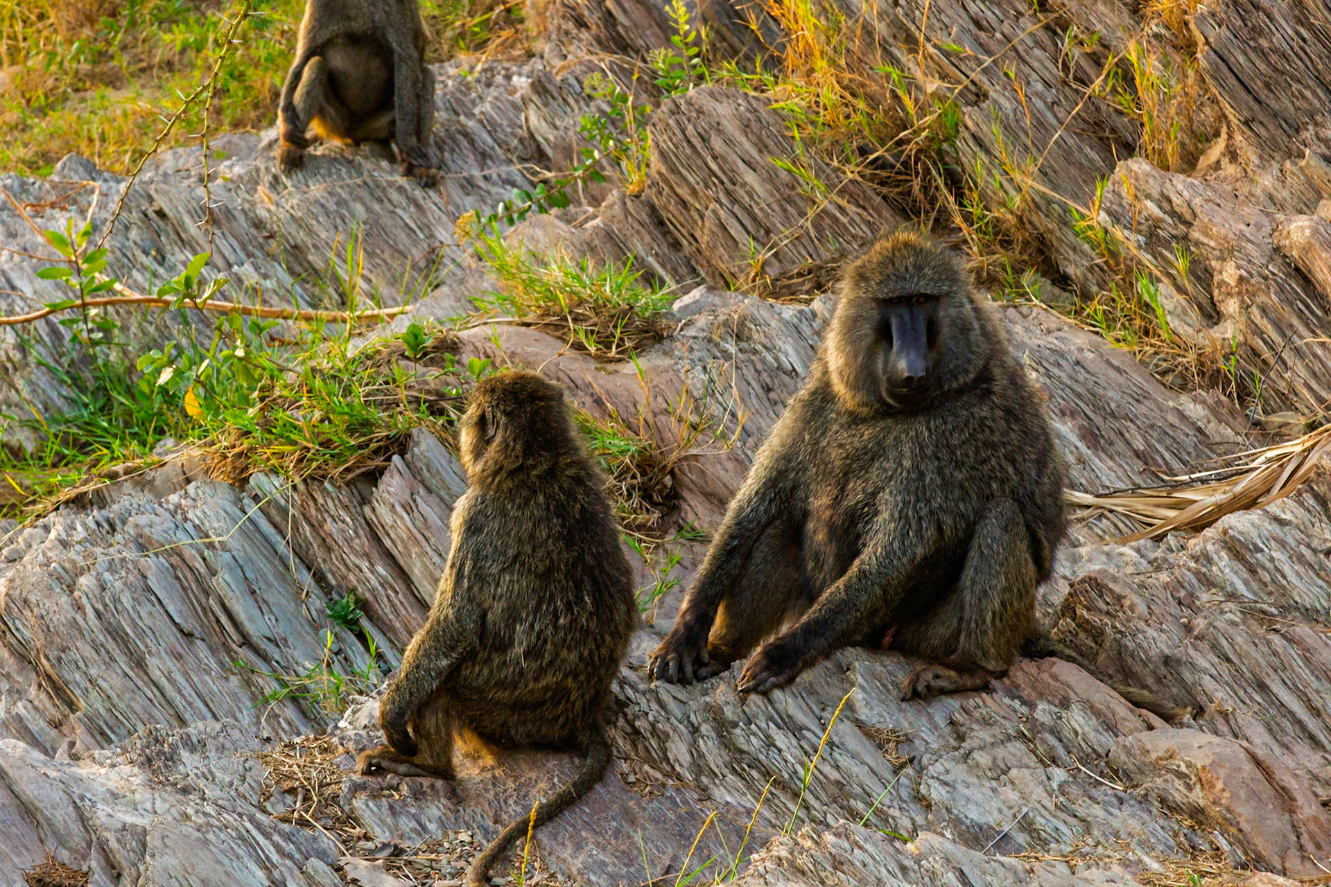 Baboons lounge on rocks in Tanzania's Serengeti National Park, enjoying the sun and a moment of rest.