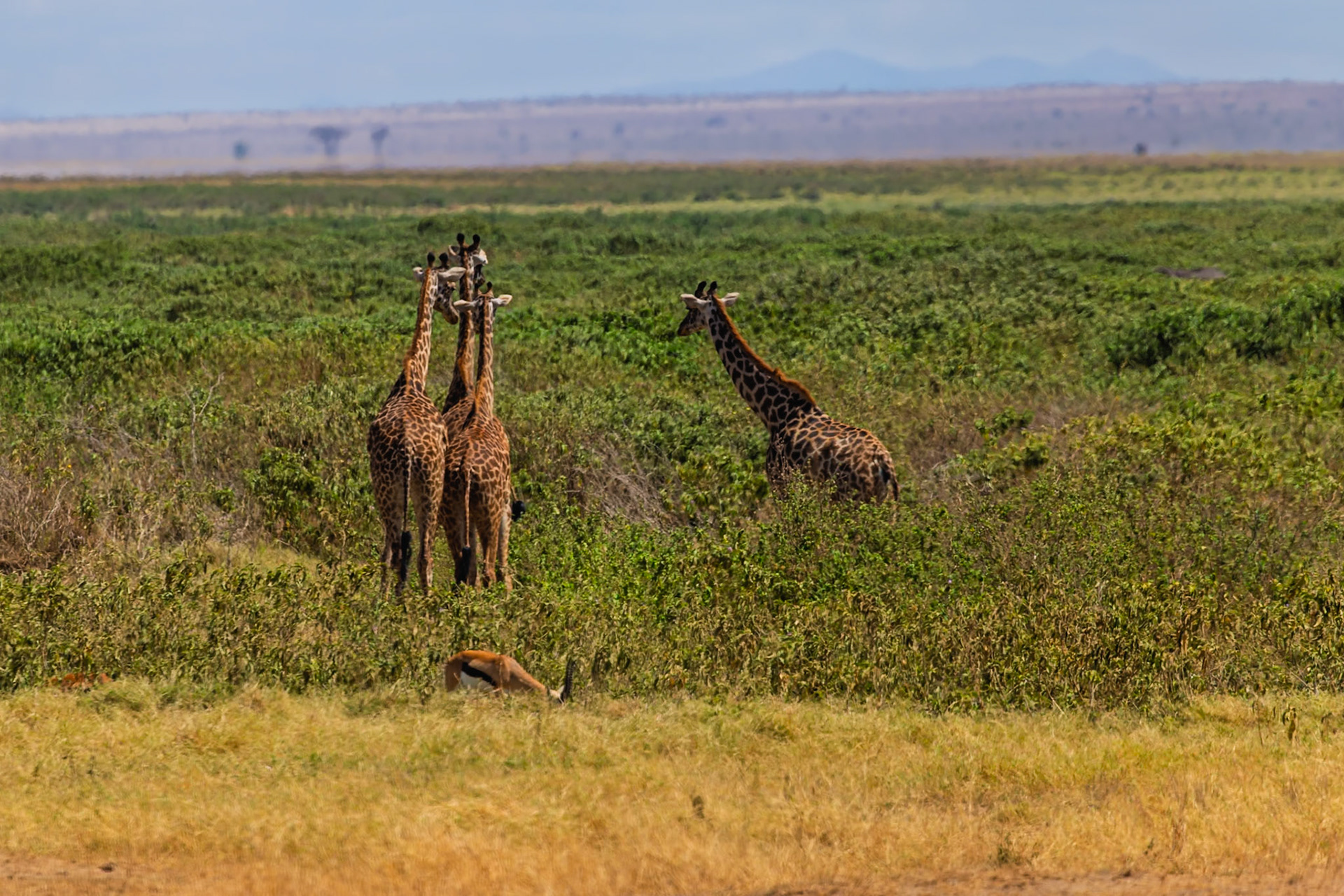 Giraffes graze in Amboseli National Park, Kenya. A Grant's gazelle feeds in the foreground, adding to the park's diverse wildlife.