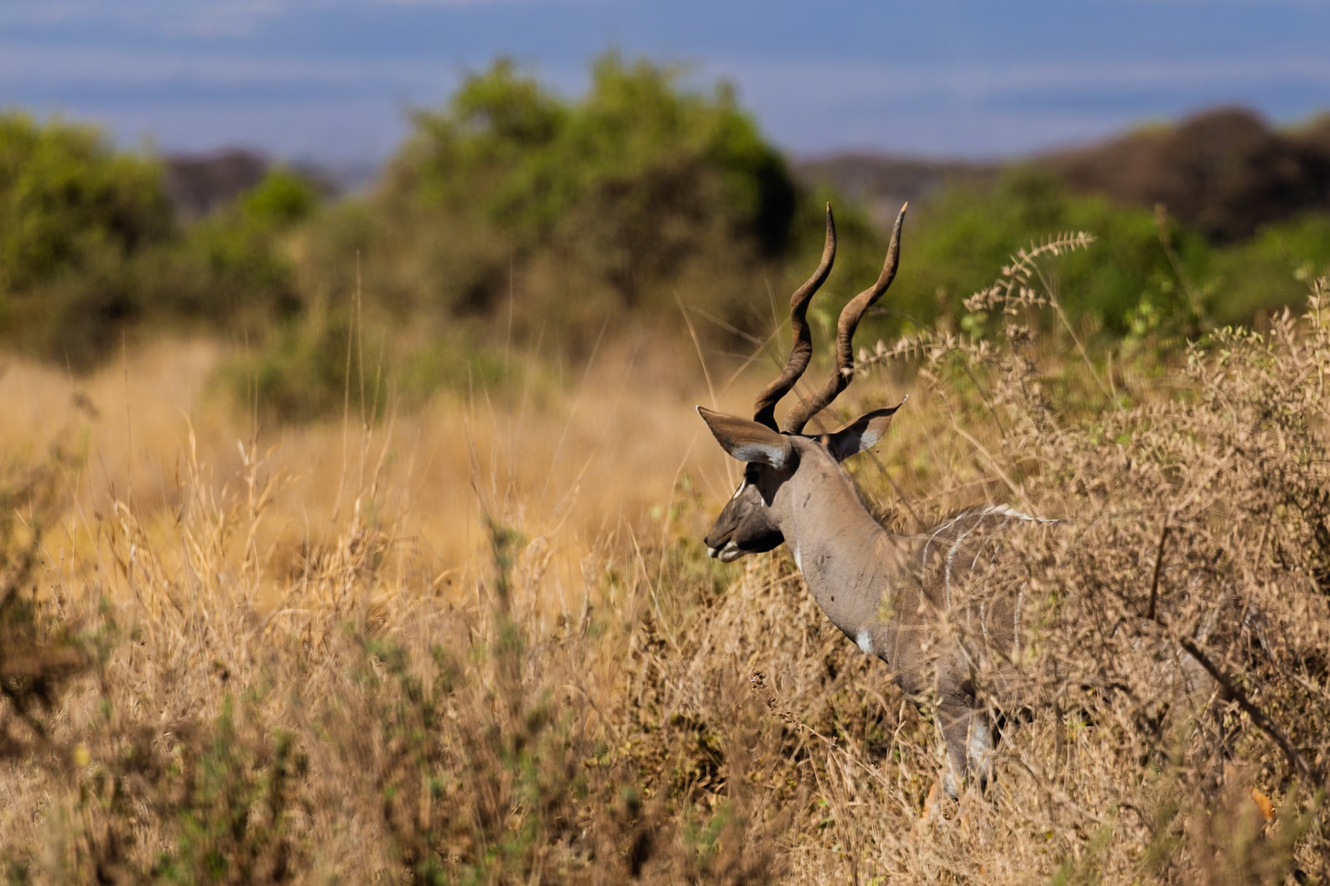 A male Kudu stands alert in Amboseli National Park, Kenya. He is likely searching for predators or other members of his herd.