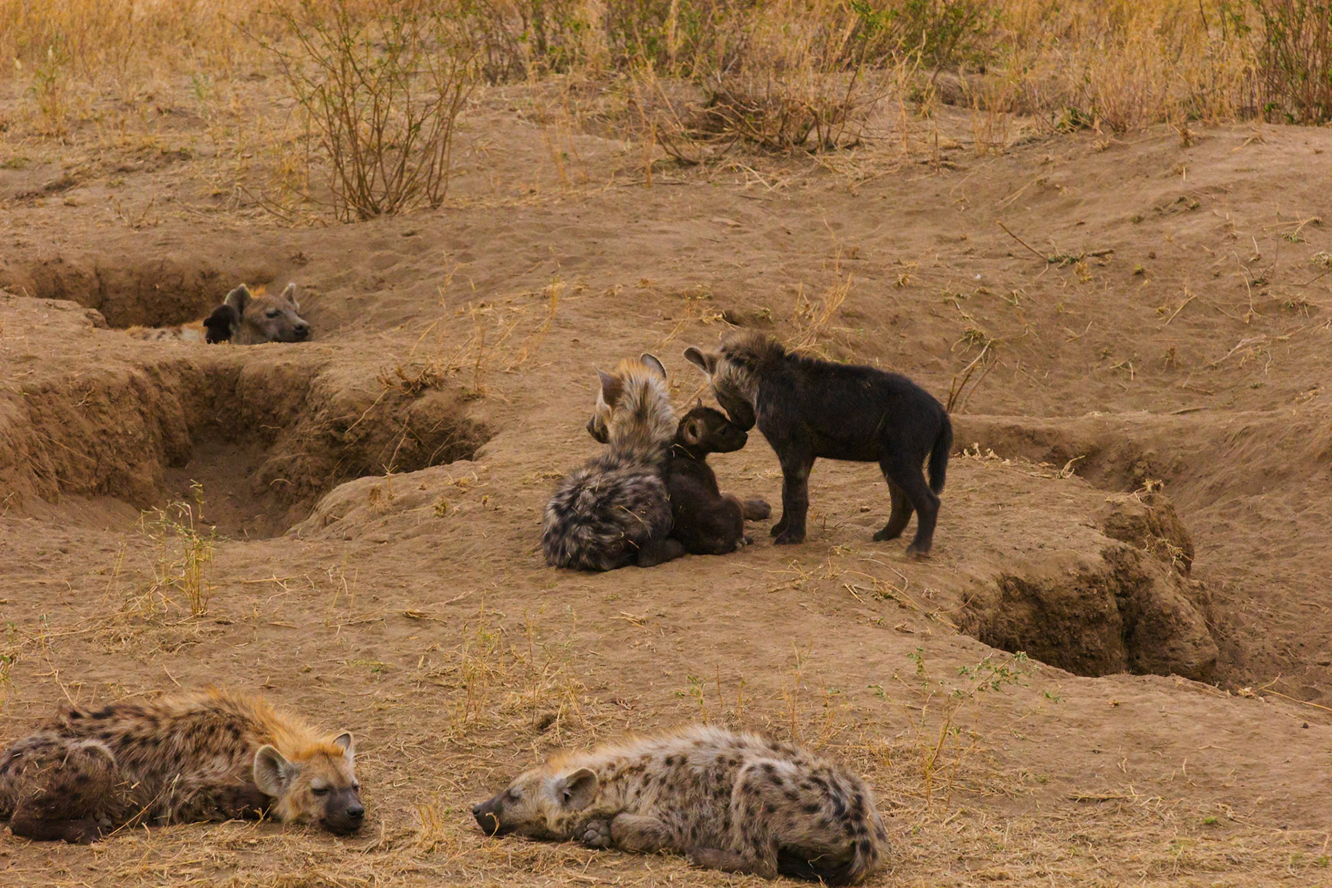 Hyena clan rests near their den in Tanzania's Serengeti National Park. Cubs play while adults relax, showcasing family life in the wild.