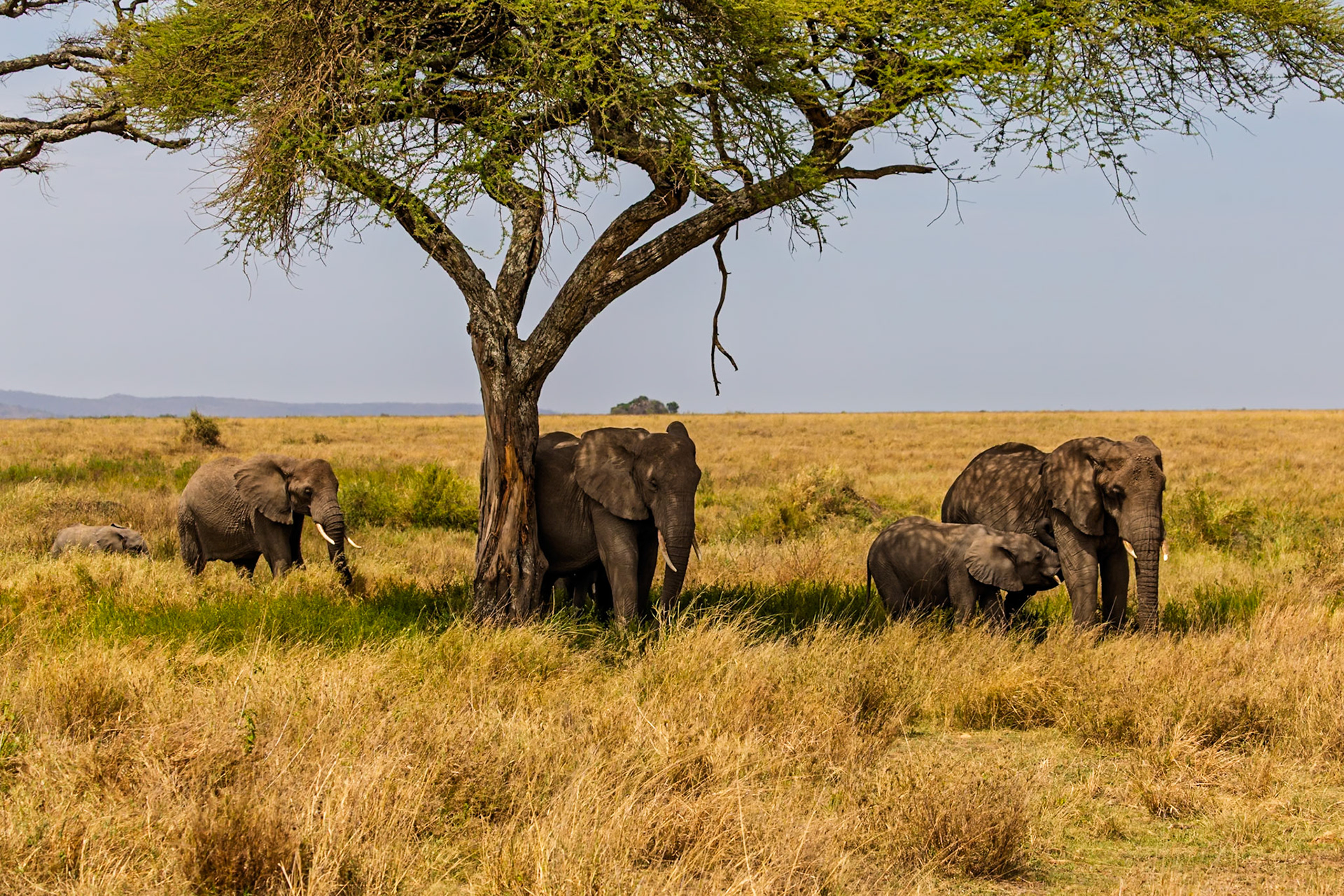 Elephants seek shade under a tree in Tanzania's Serengeti National Park, escaping the sun's heat and grazing in the tall grass.