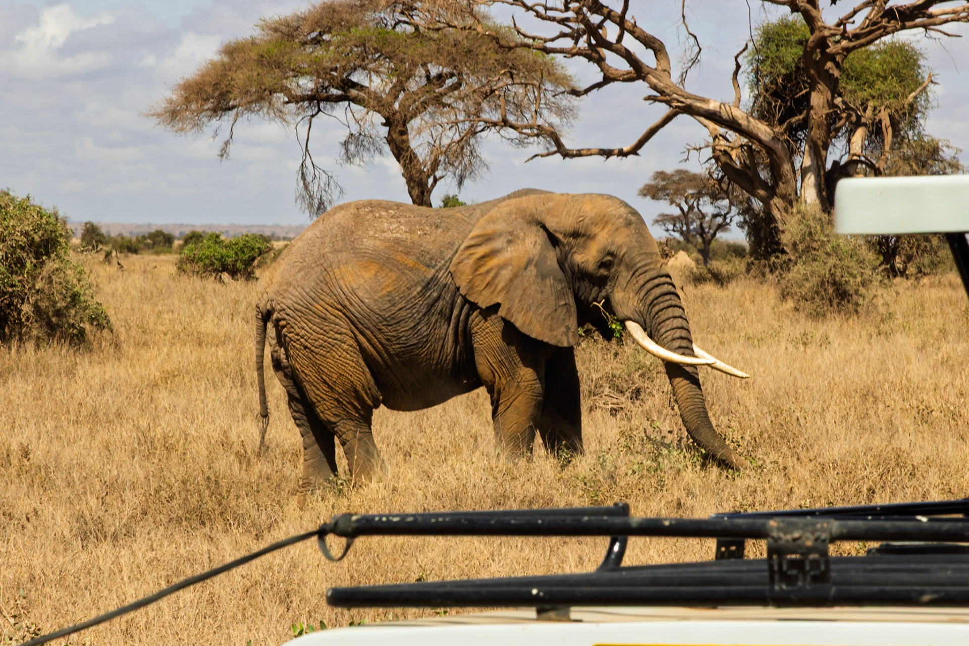 A safari goer views an elephant eating in Amboseli National Park, Kenya. The elephant is foraging for food in the dry grass.