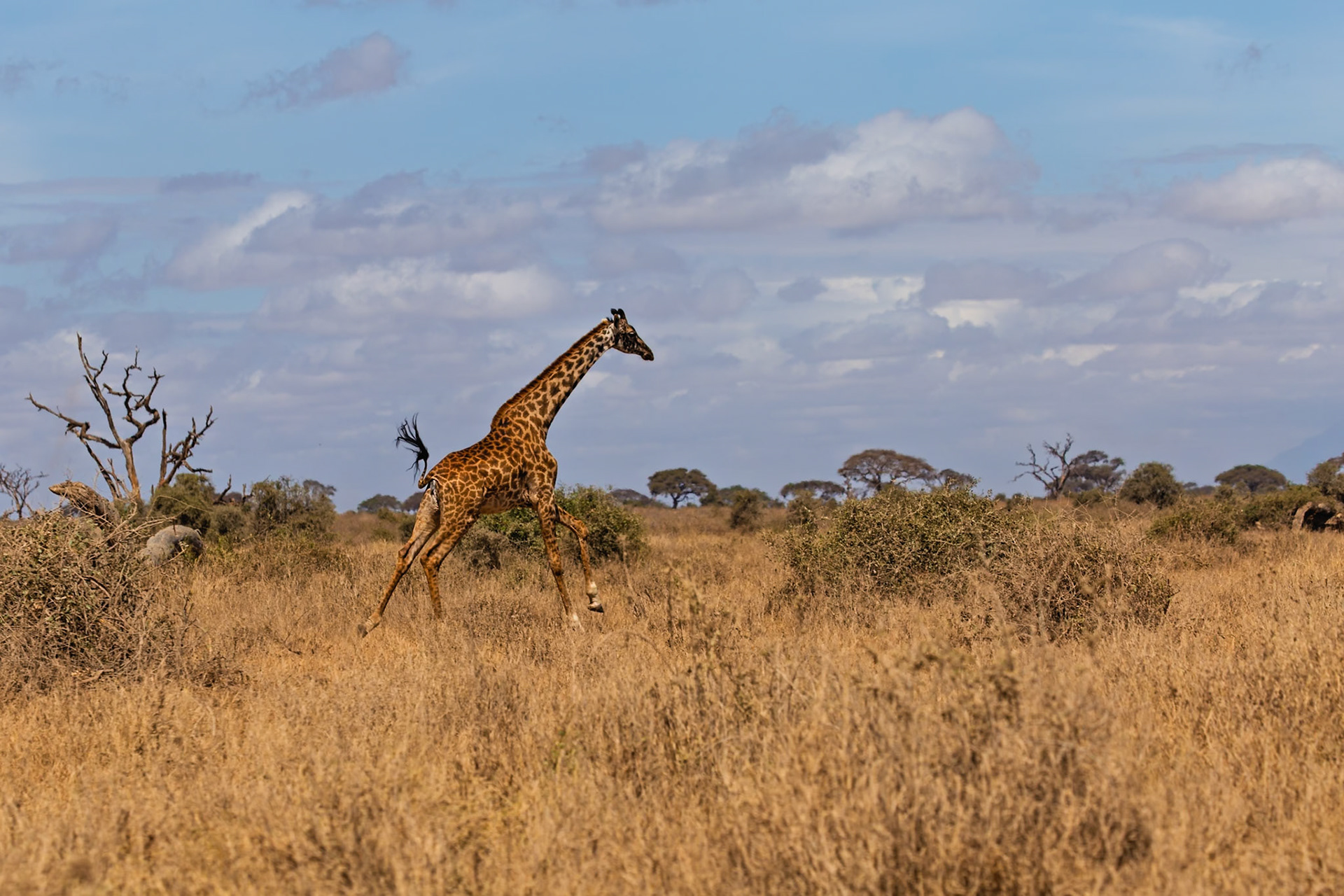 A giraffe runs through the tall grass in Amboseli National Park, Kenya, its tail flying behind it.