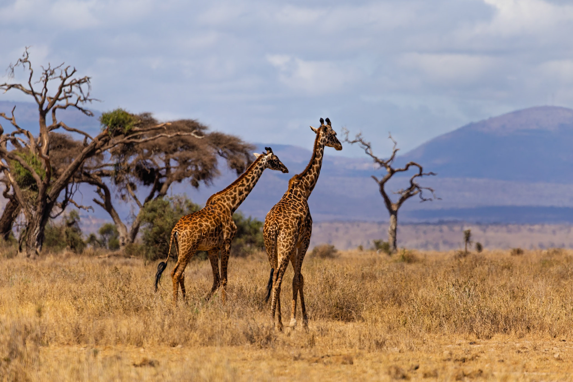Two giraffes are walking through the dry grass of Amboseli National Park in Kenya, looking for food.