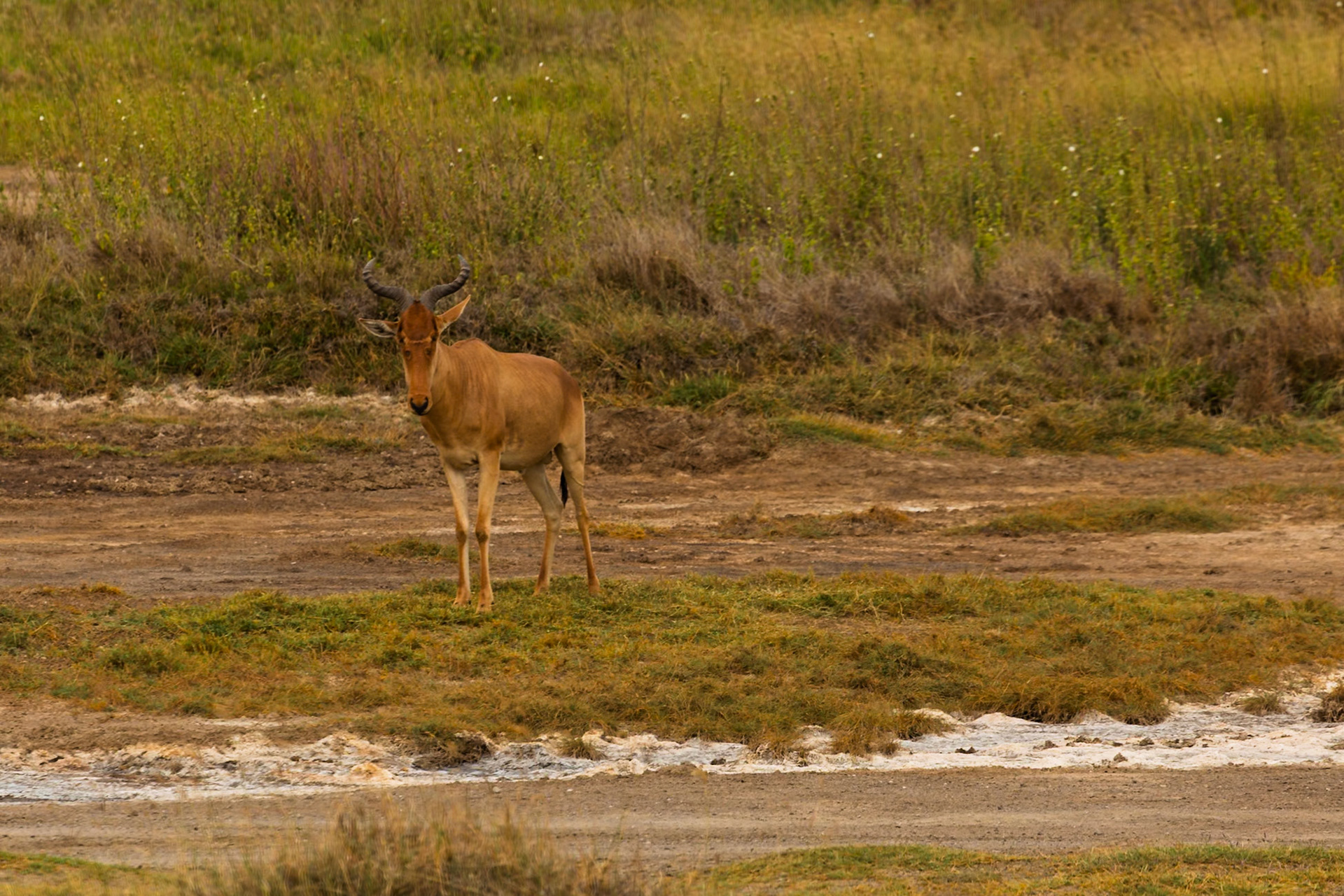 A Hartebeest stands alert in Serengeti National Park, Tanzania, its horns prominent against the grassy landscape.