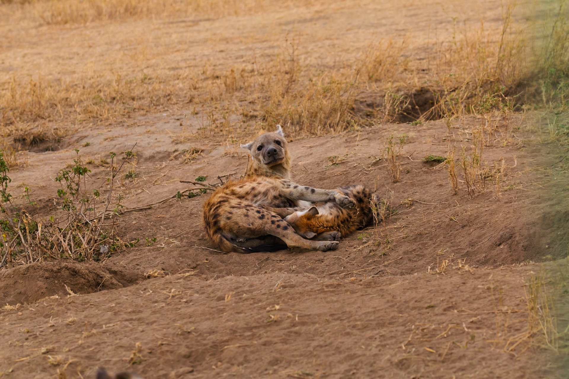 Two spotted hyenas cuddle in Serengeti National Park, Tanzania. They may be bonding or resting after a hunt.