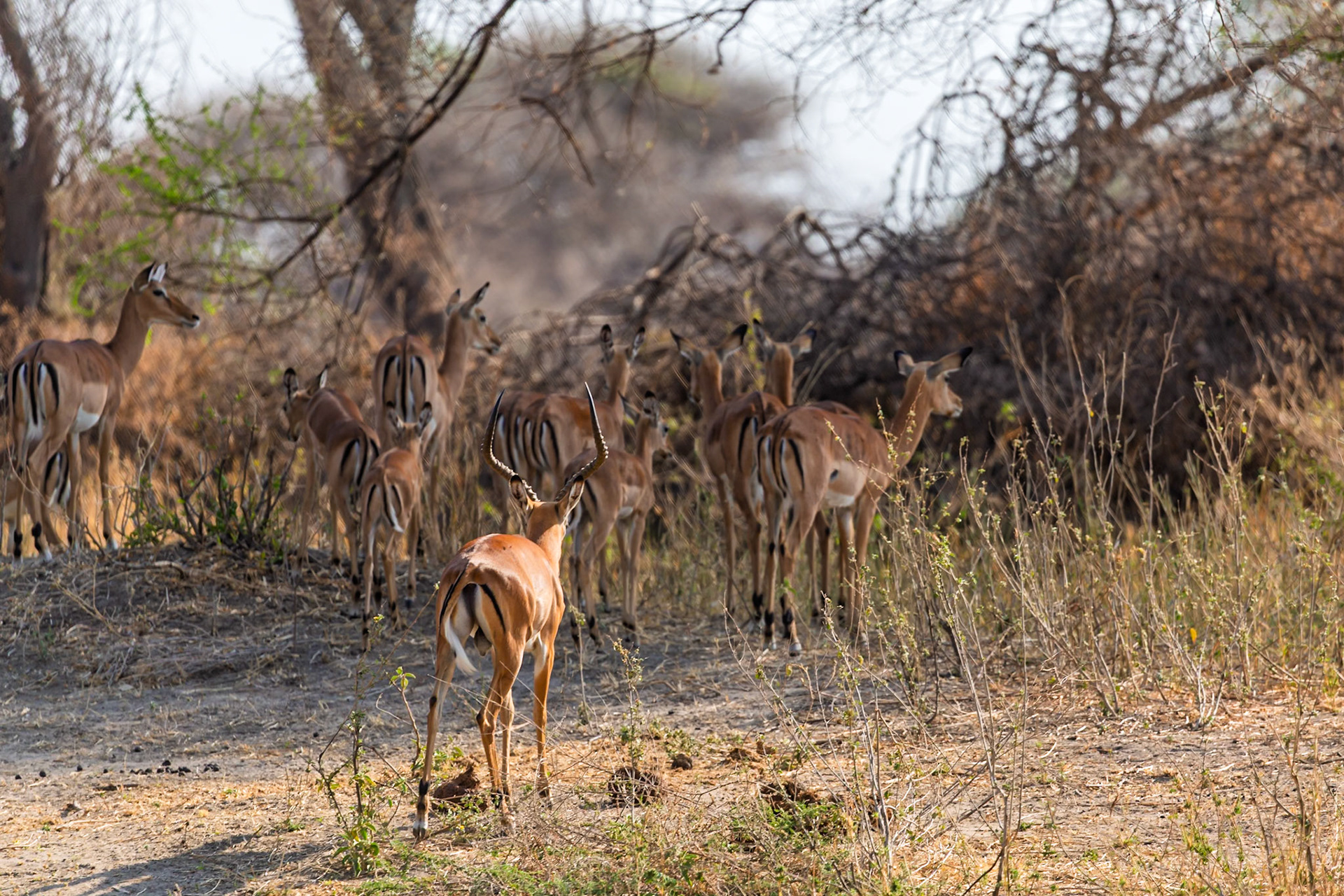 A herd of Impala, including a male with impressive horns, are grazing in Tarangire National Park, Tanzania.