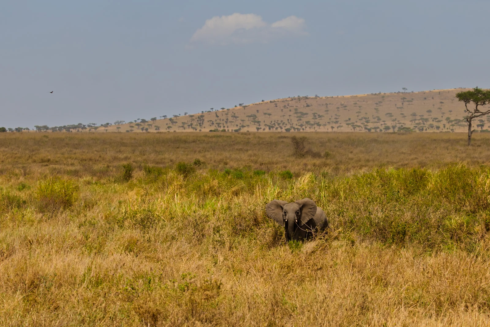 A young elephant is seen in the tall grass of the Serengeti National Park, Tanzania, foraging for food.