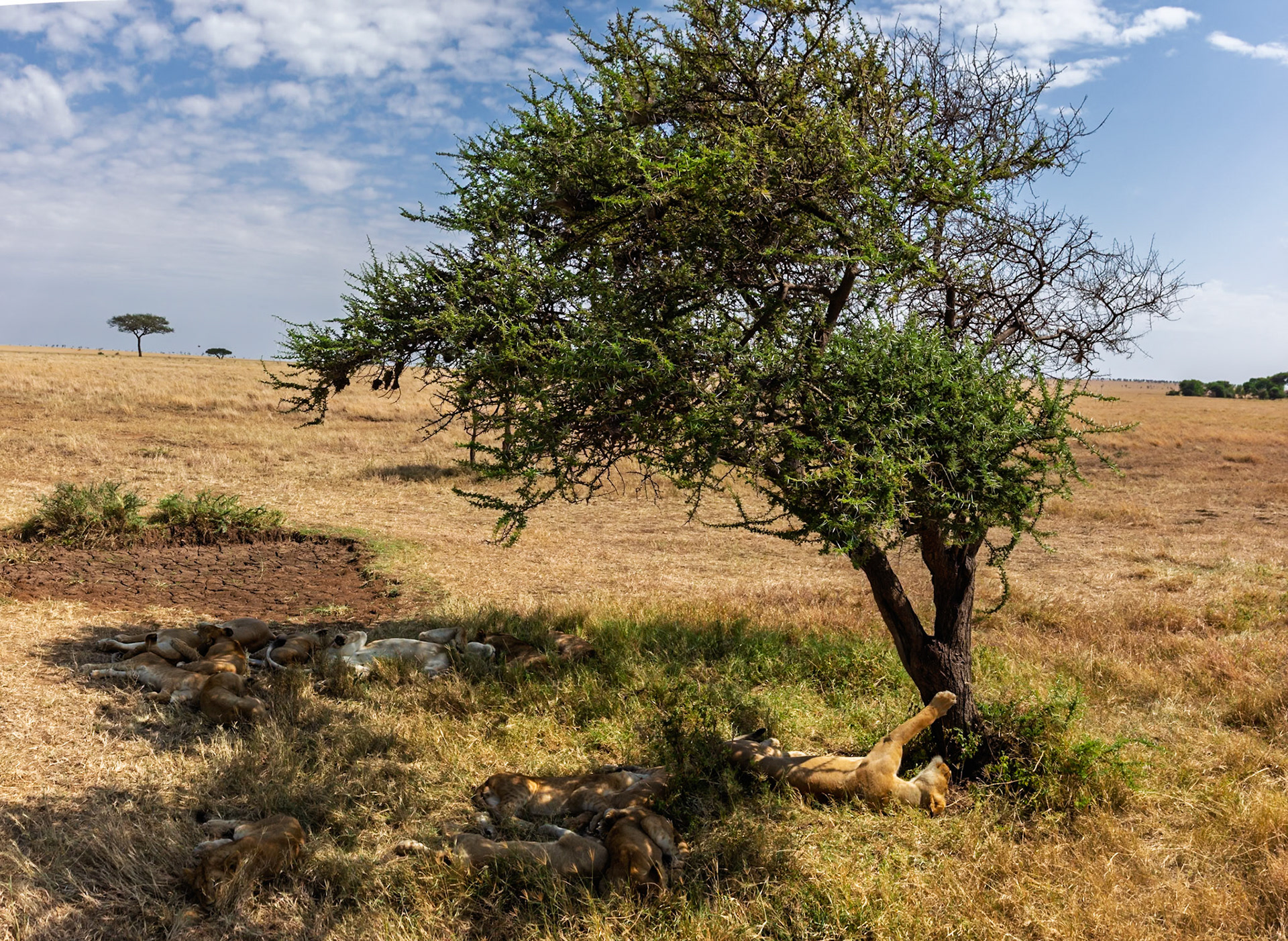 A pride of lions rests under a tree in Tanzania's Serengeti National Park, seeking shade from the sun.