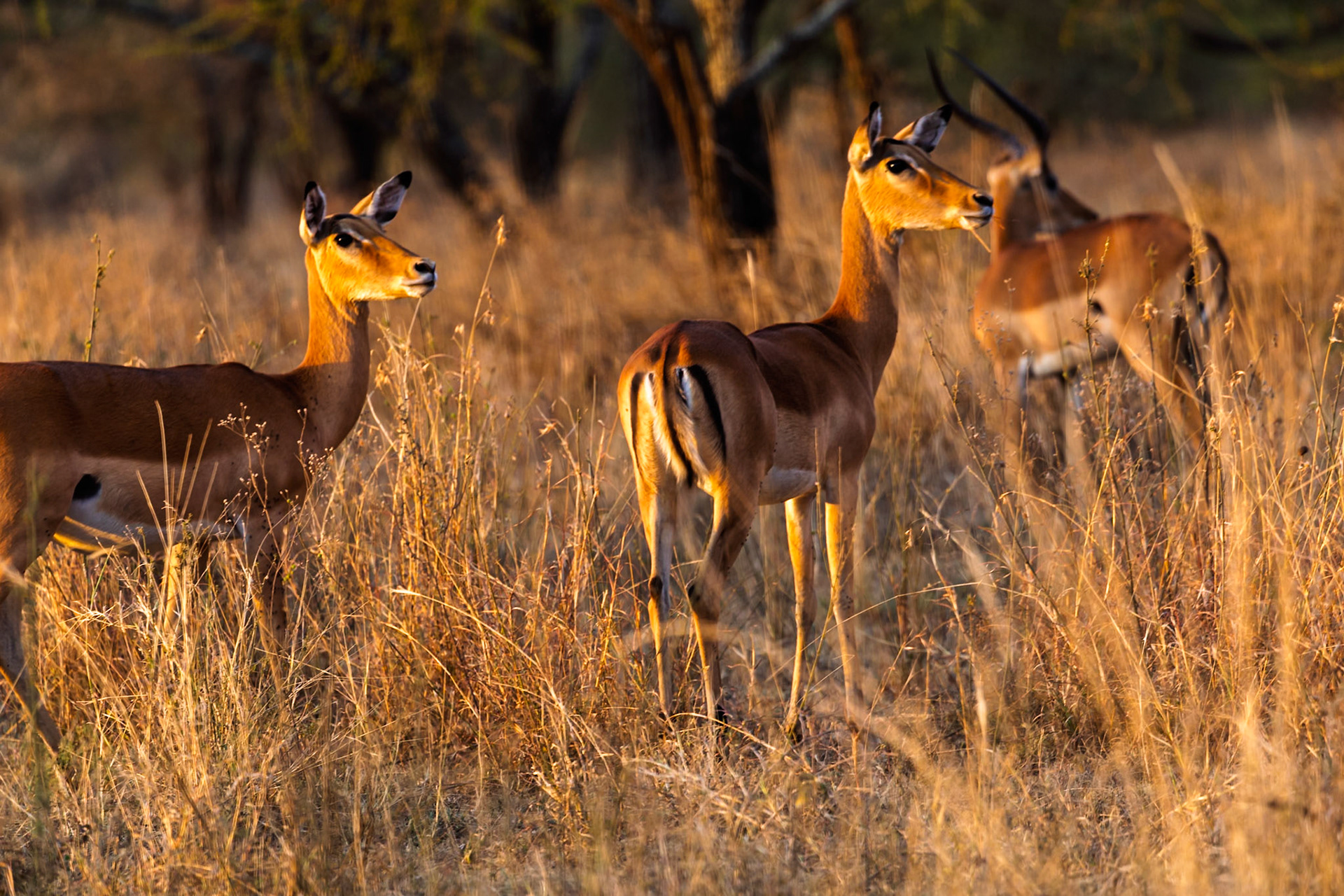 Impala graze in Serengeti National Park, Tanzania. They are eating to sustain themselves in their natural habitat.