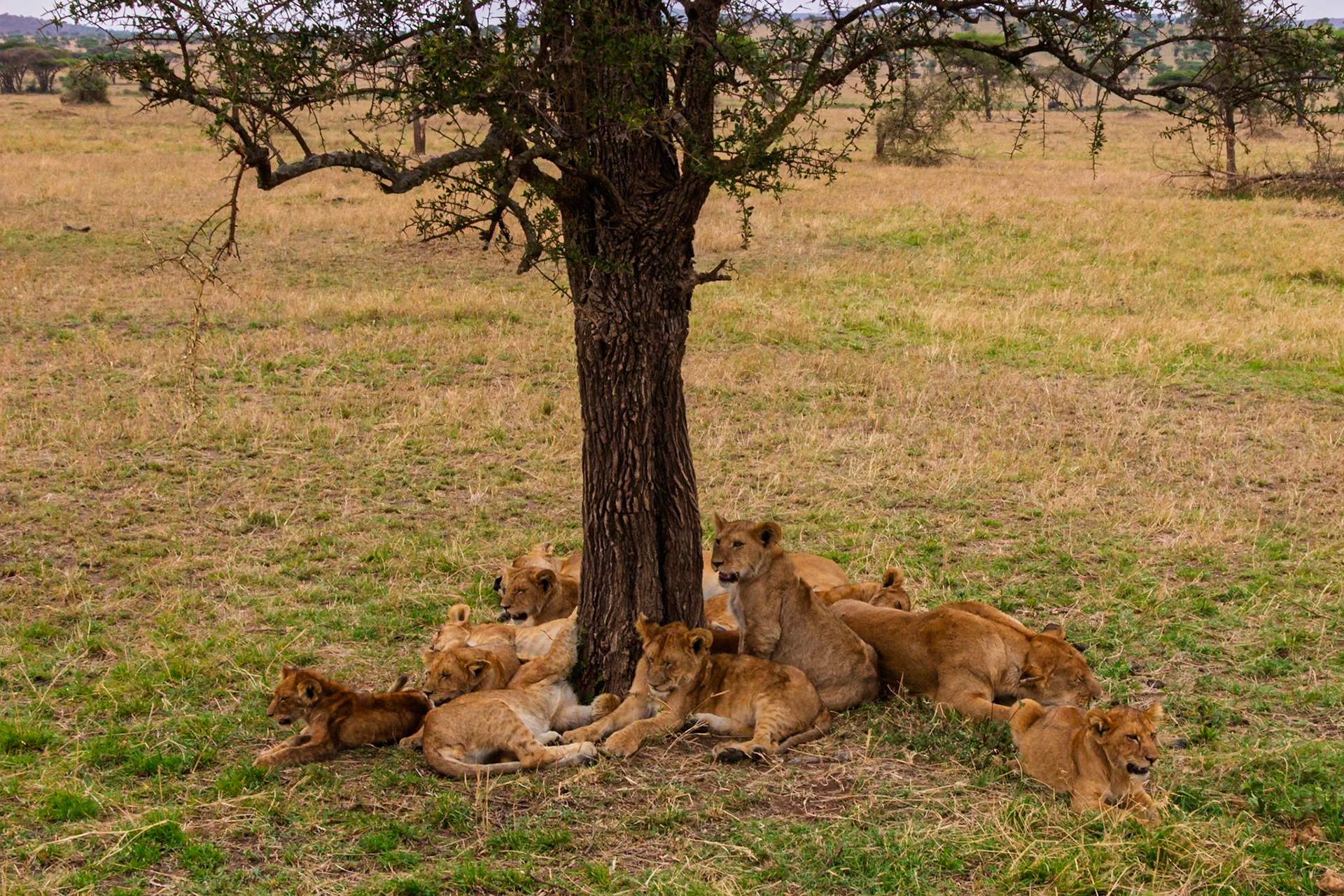 A pride of lions rests under a tree in Serengeti National Park, Tanzania, seeking shade from the sun.