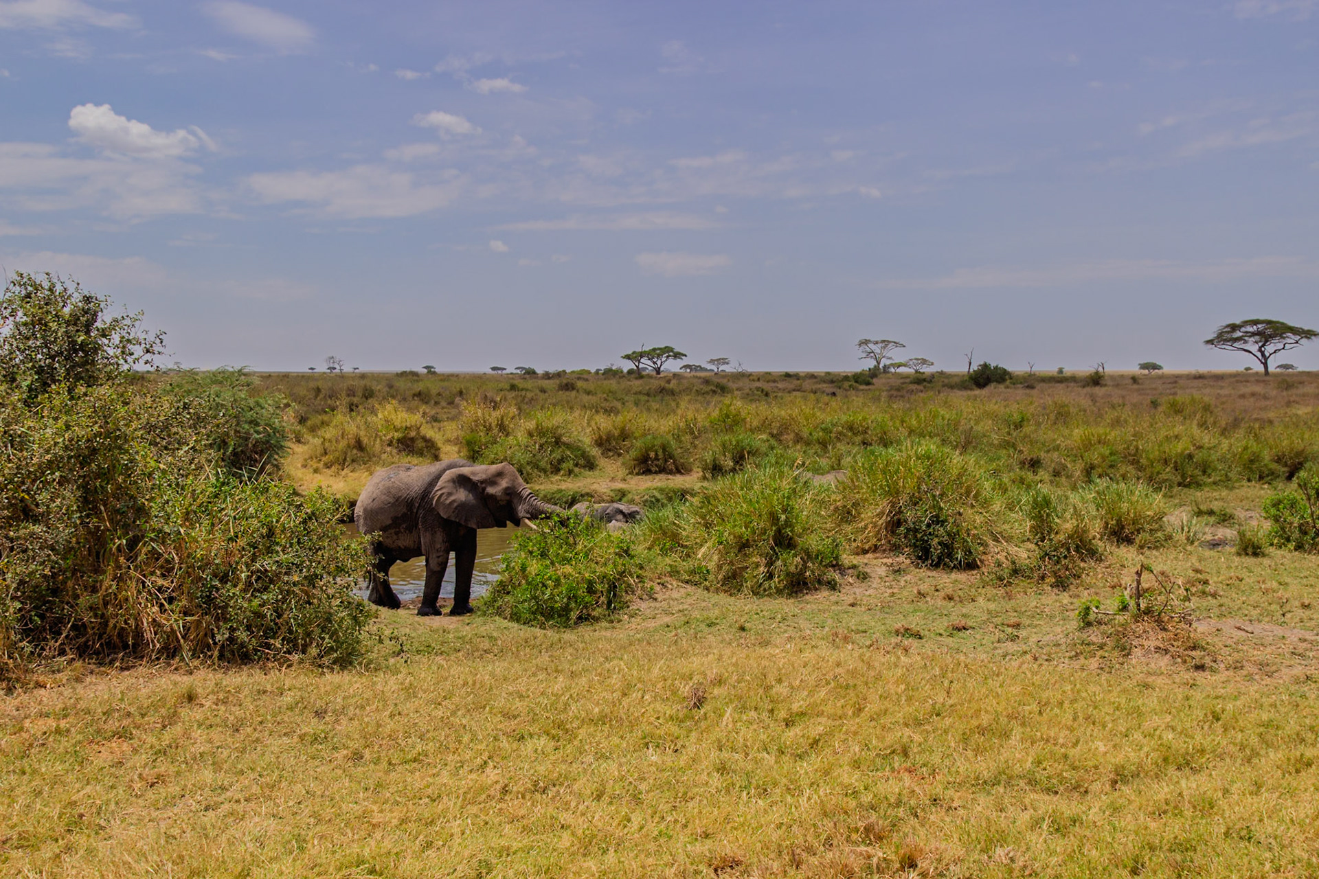 An elephant drinks from a watering hole in Tanzania's Serengeti National Park, quenching its thirst in the African heat.
