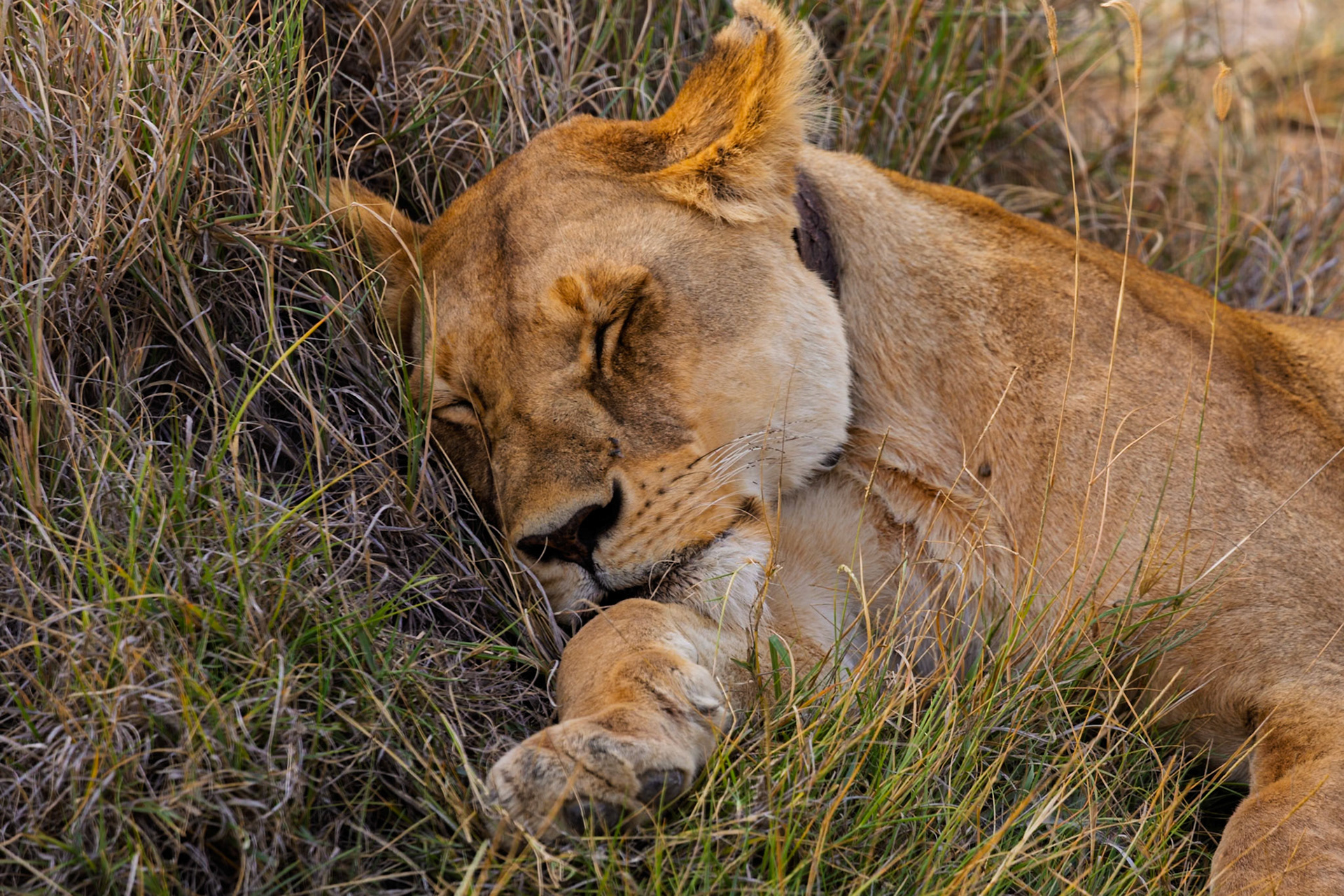 A lioness sleeps in the tall grass of Tanzania's Serengeti National Park, resting after a long day of hunting and caring for her cubs.