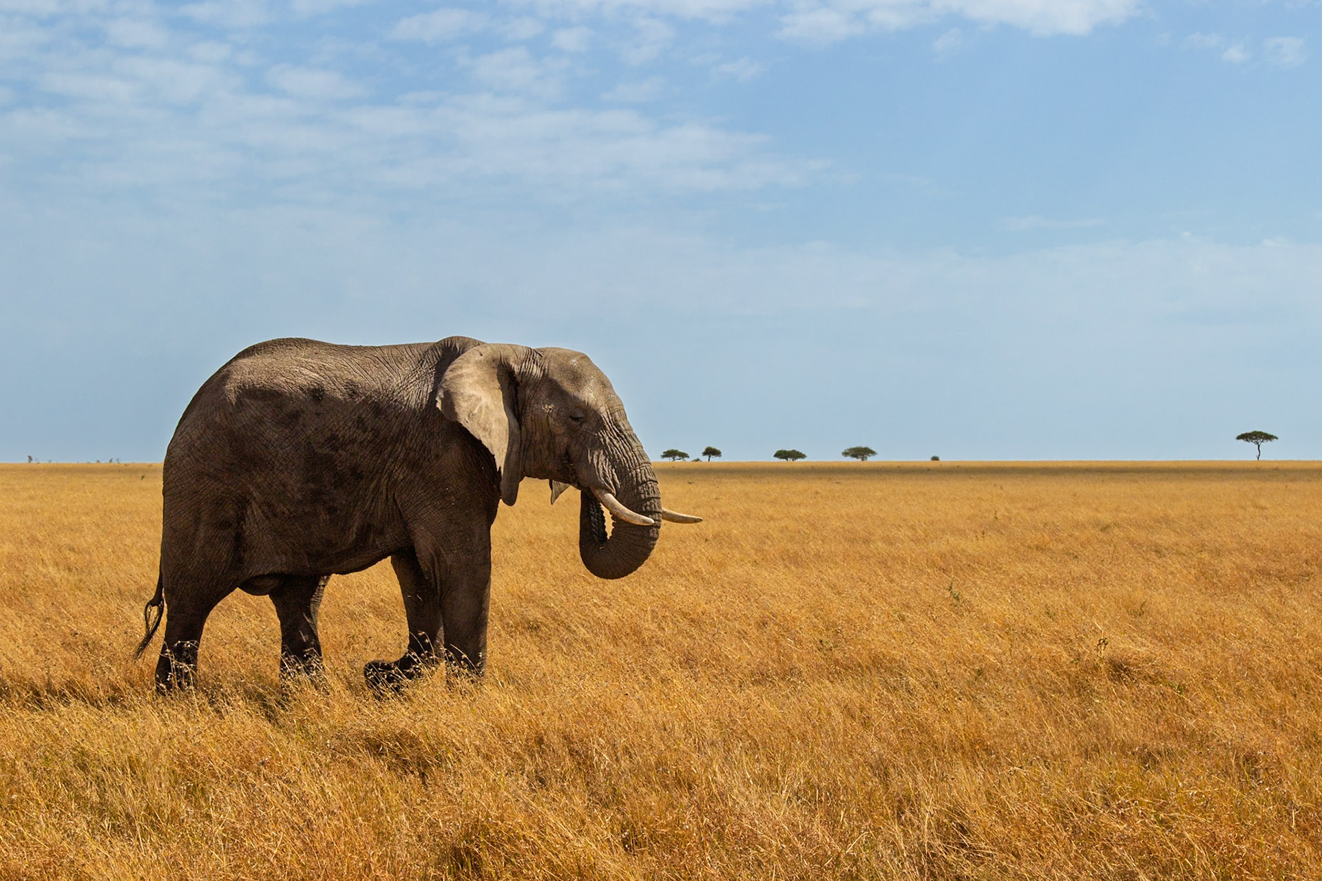 An elephant walks through the Serengeti National Park in Tanzania, searching for food and water.