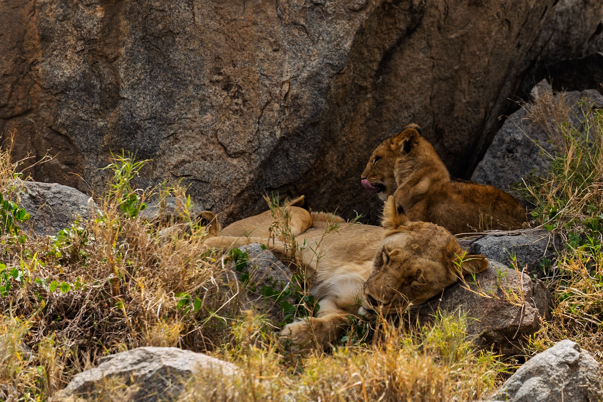 Two lions rest on rocks in Serengeti National Park, Tanzania, seeking shade from the sun.