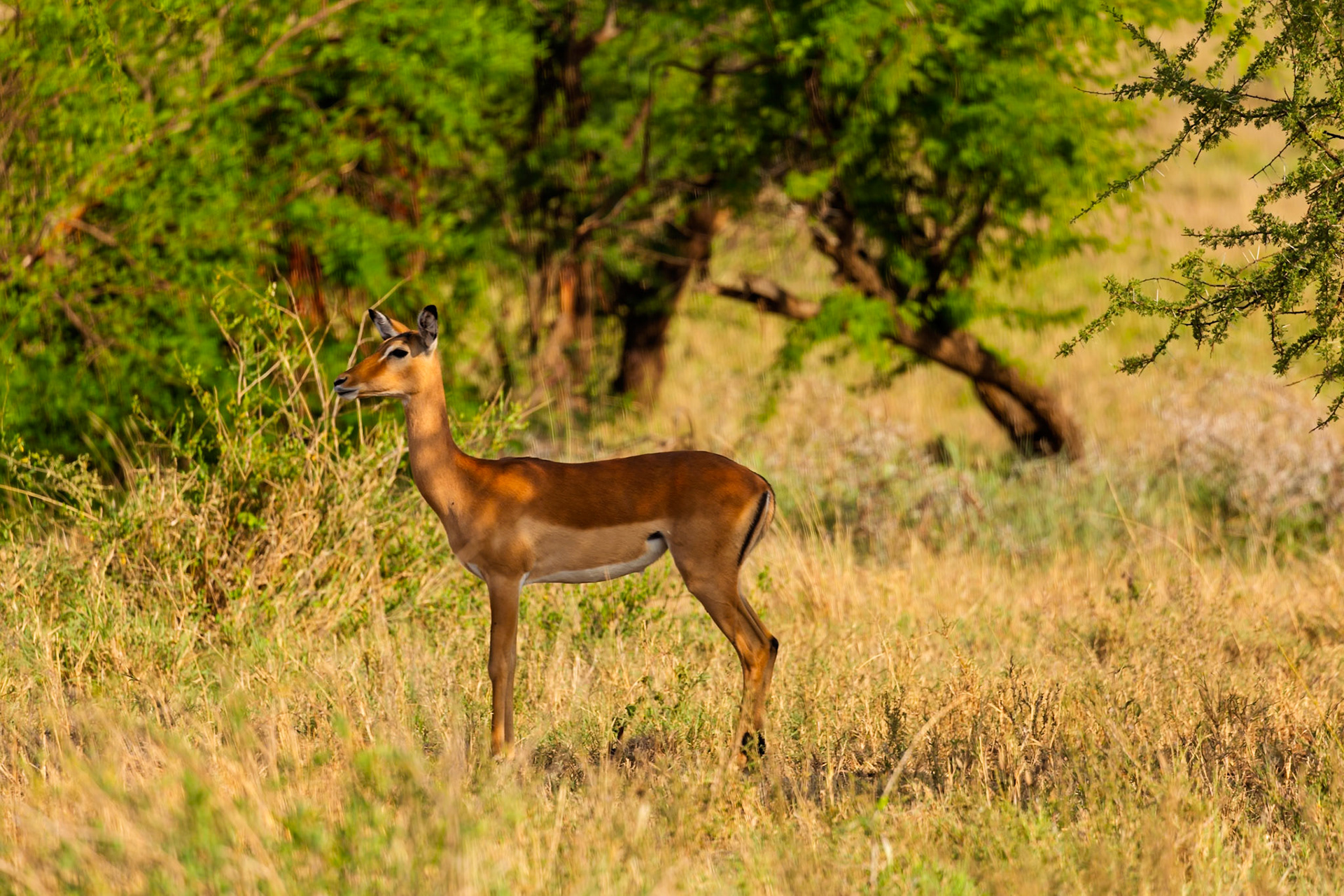 An Impala stands alert in the Serengeti National Park, Tanzania, scanning its surroundings for potential threats.