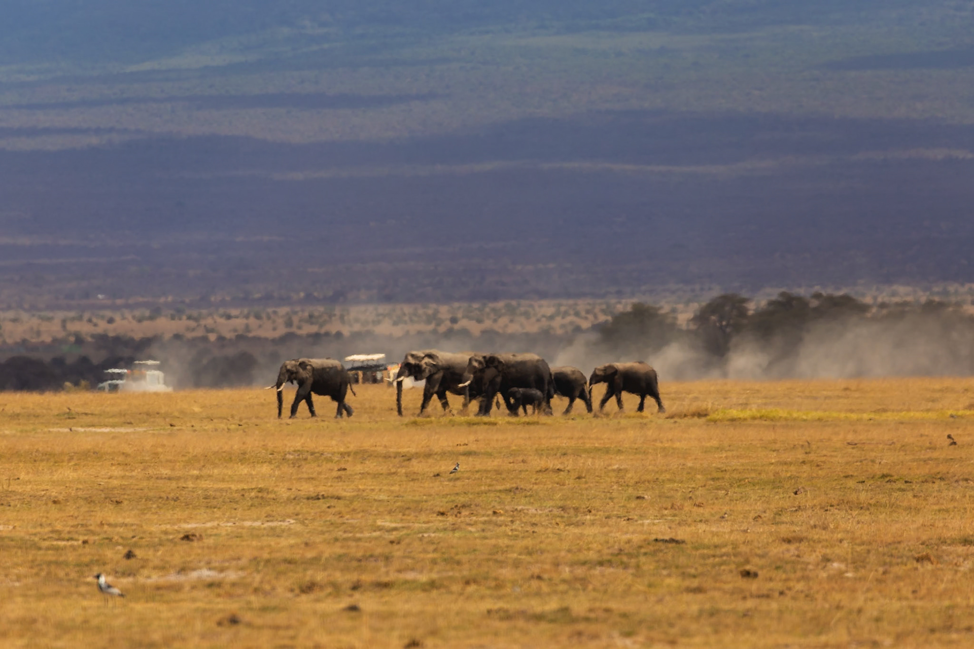 A herd of elephants, including a baby, walks across the plains of Amboseli National Park in Kenya, kicking up dust.