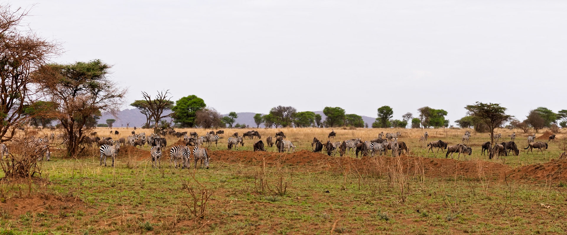 Zebras and wildebeest graze together in Serengeti National Park, Tanzania, showcasing the symbiotic relationships in the African savanna.