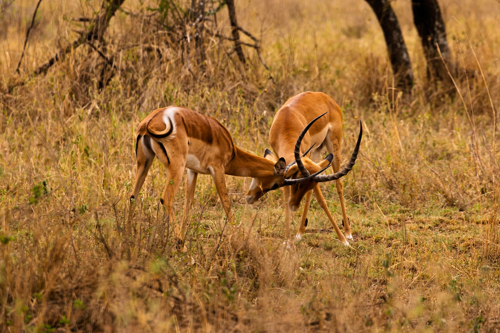 Two male Impala spar with their horns in Serengeti National Park, Tanzania. They are competing for dominance and mating rights.