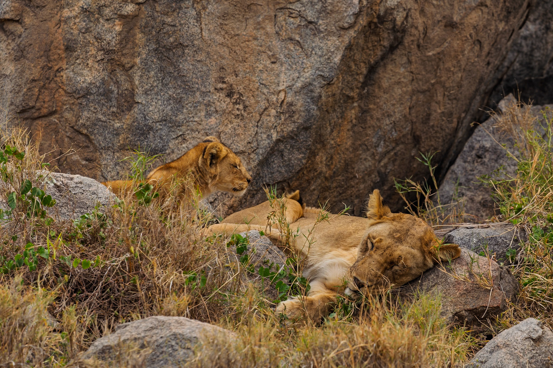 A lioness rests near her cub in Serengeti National Park, Tanzania, seeking shade from the sun on the rocks.