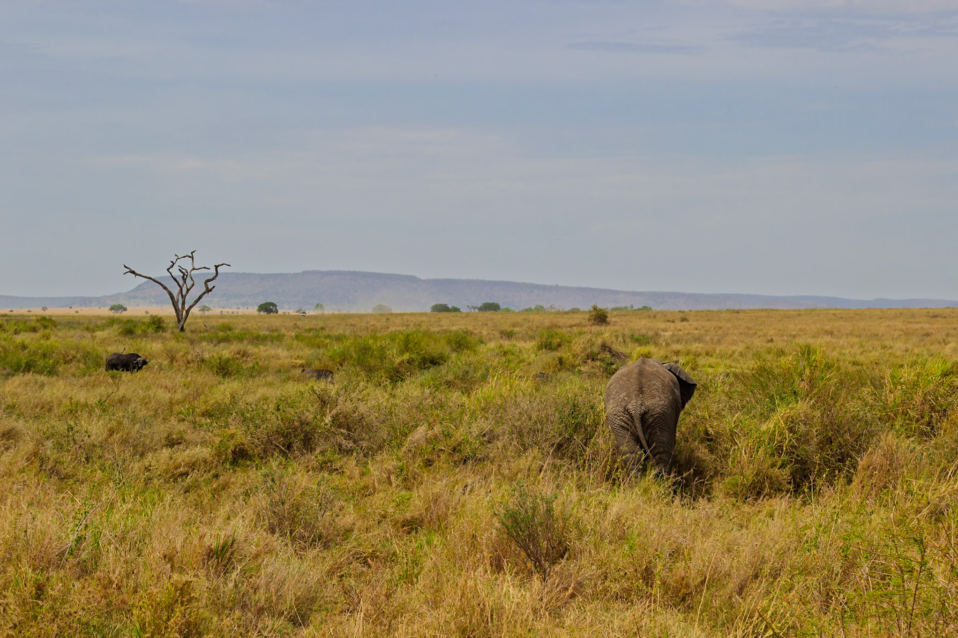 An elephant grazes in Serengeti National Park, Tanzania, with a buffalo nearby. They coexist in the vast, grassy plains.
