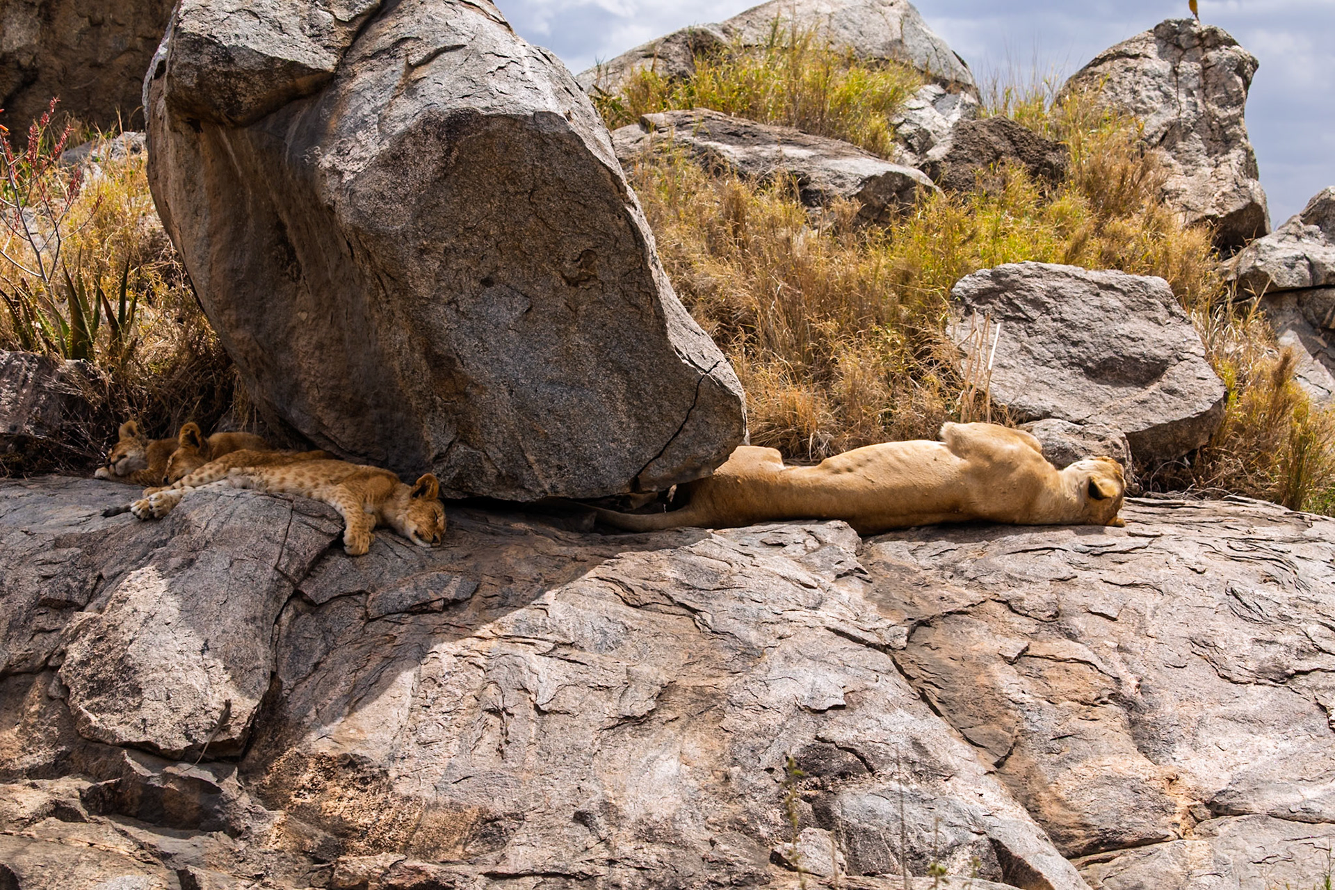 In Tanzania's Serengeti, a lioness rests on rocks with her cubs, seeking shade and safety in their rocky haven.