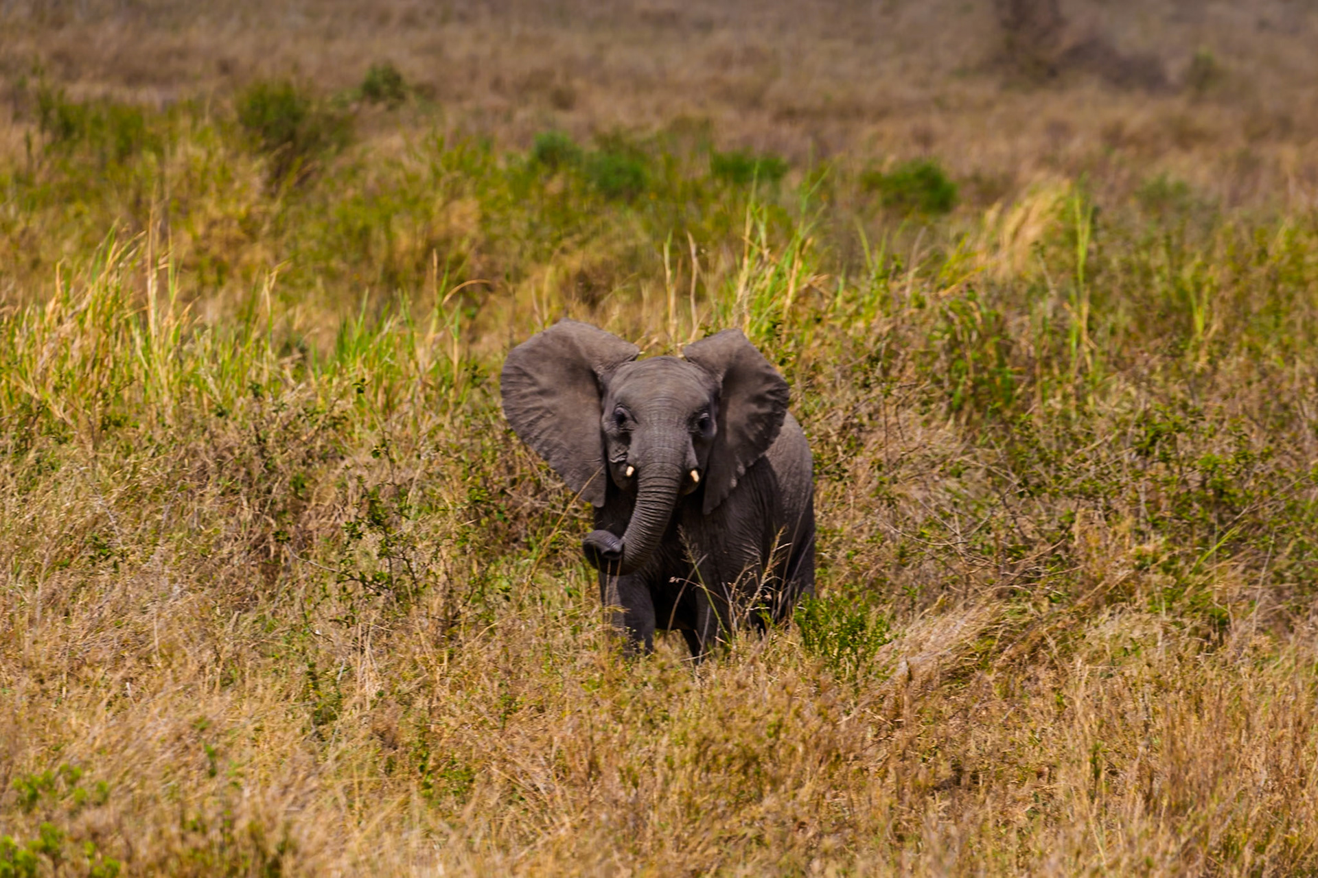 A baby elephant explores the Serengeti National Park in Tanzania, using its trunk to investigate the tall grasses.