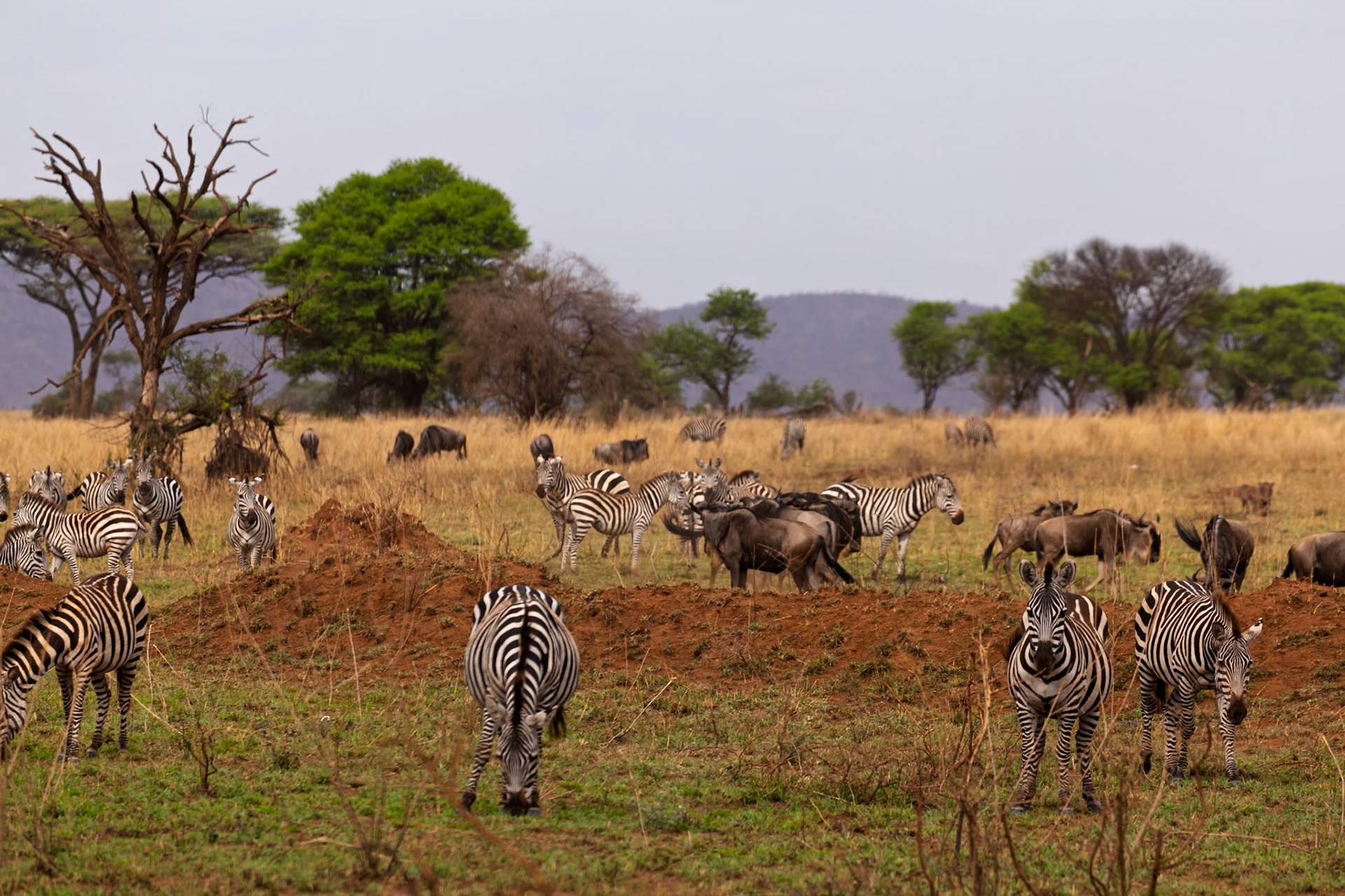 Zebras and wildebeest graze together in Serengeti National Park, Tanzania, showcasing the diverse wildlife of the African savanna.