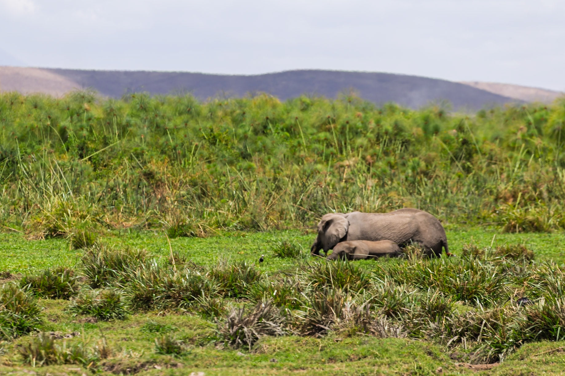 An elephant mother and calf rest in the tall grasses of Amboseli National Park, Kenya.