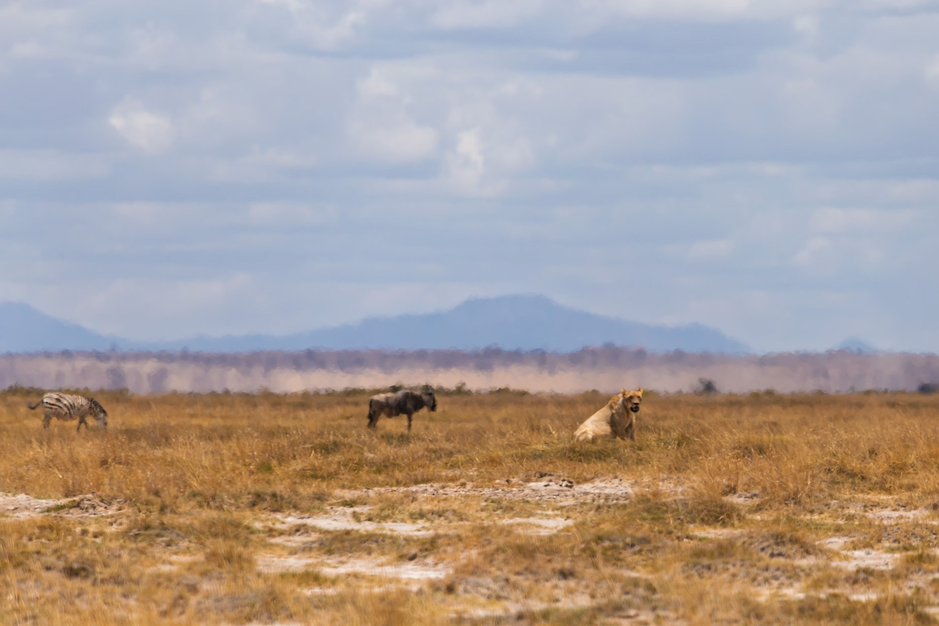 A lion sits in the grass, watching a zebra and wildebeest graze in Amboseli National Park, Kenya.