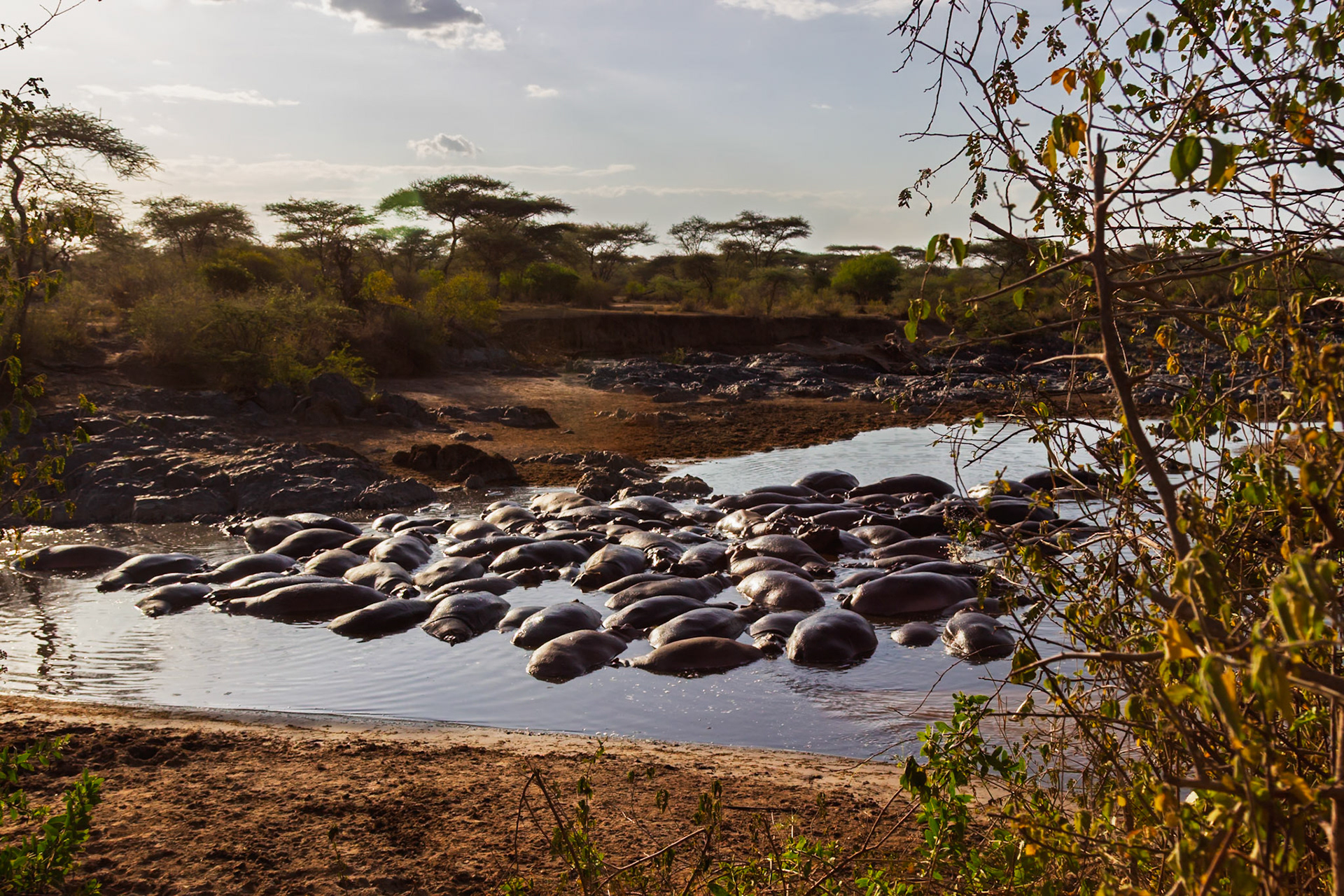 A bloat of hippos congregates in a watering hole in Tanzania's Serengeti National Park to stay cool and hydrated.