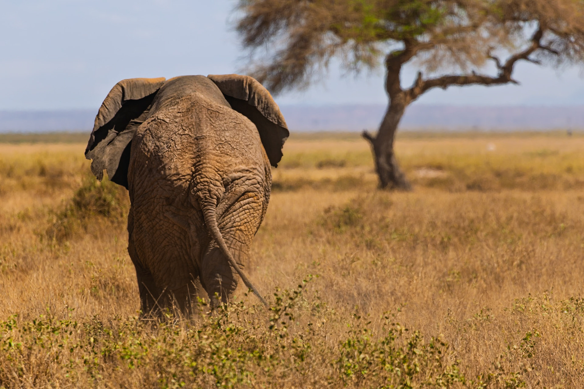 An elephant walks through Amboseli National Park in Kenya, foraging for food in the tall grasses.