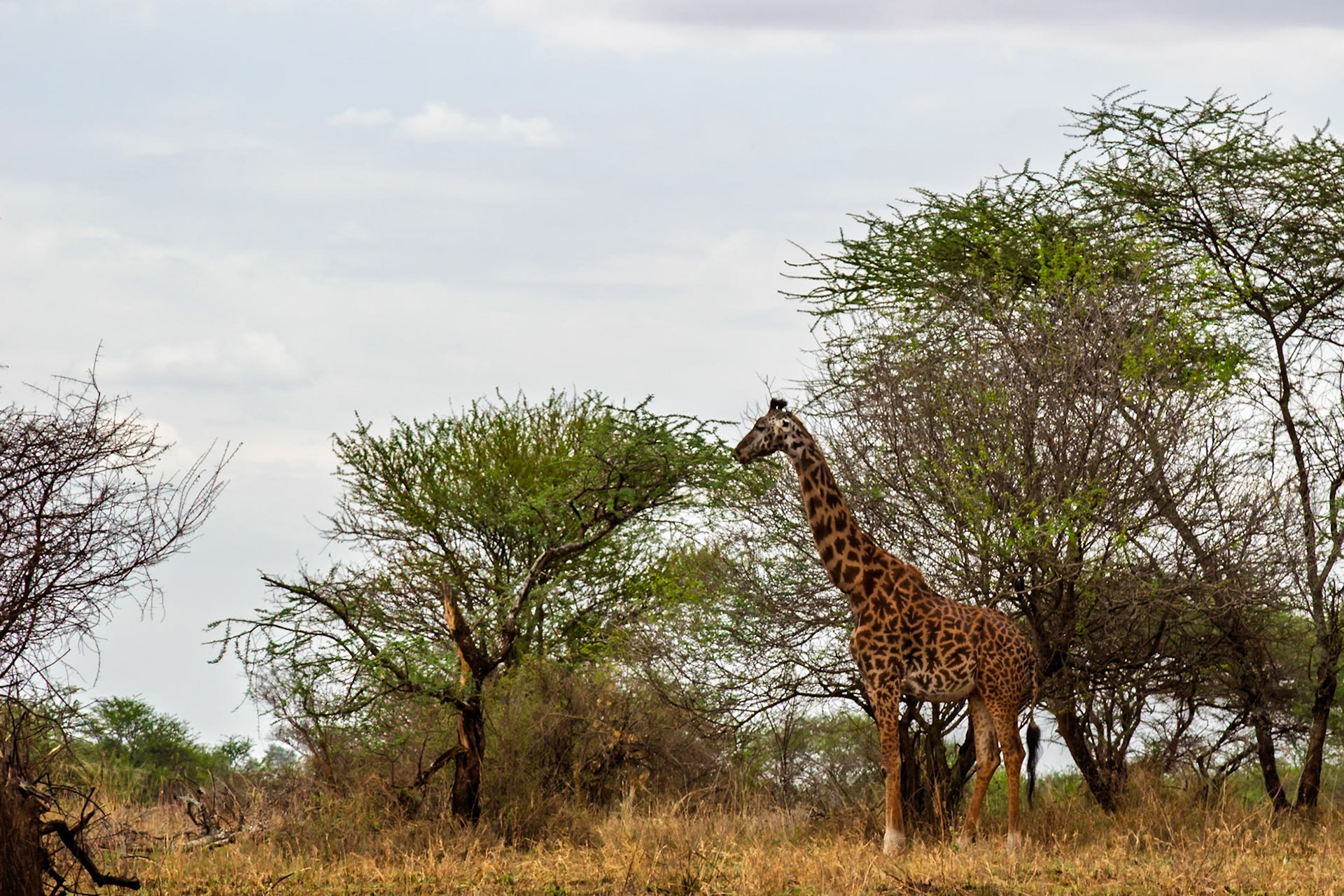 A giraffe stands tall among the trees in Tanzania's Serengeti National Park, blending in with the landscape.