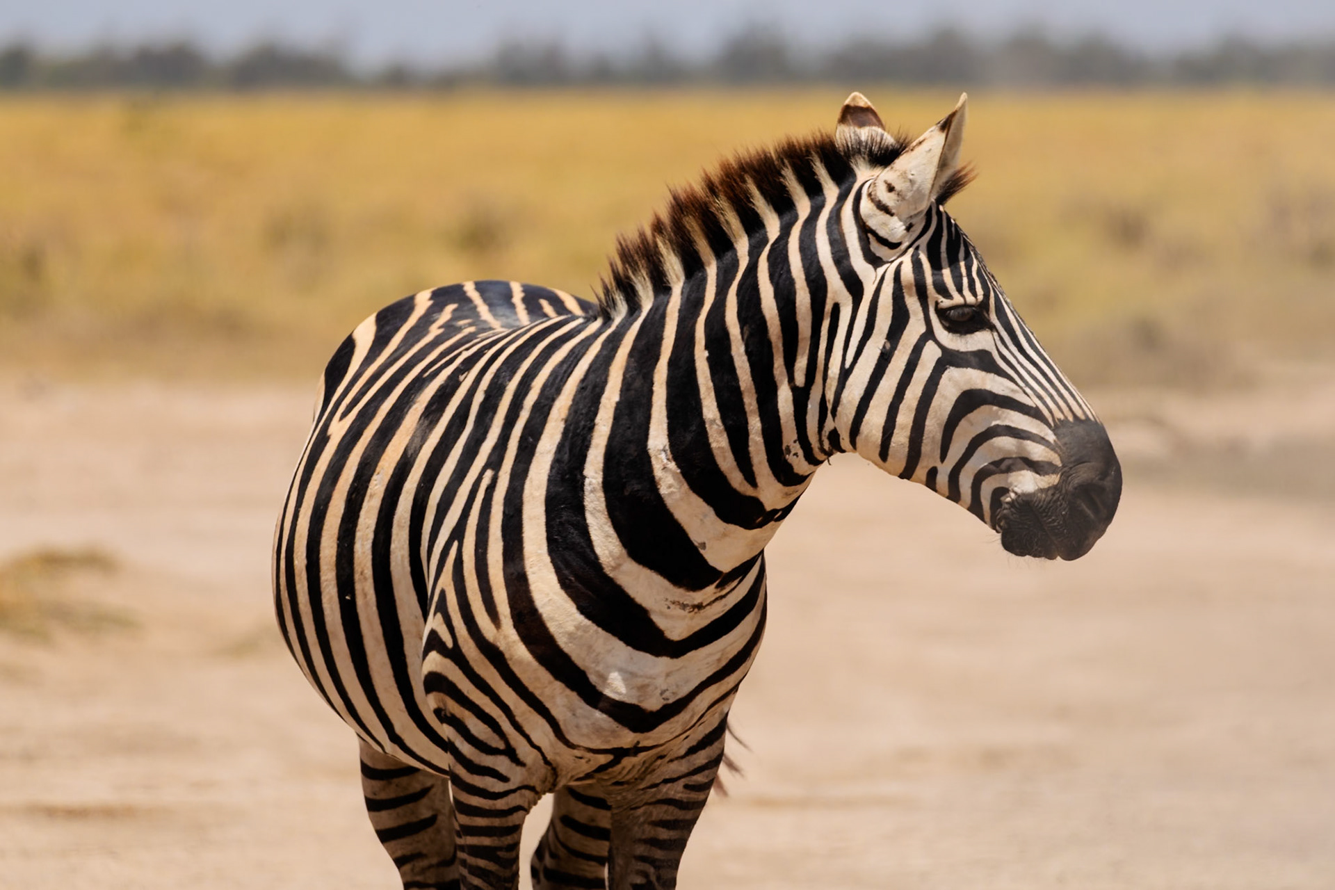 A zebra stands in Amboseli National Park, Kenya. It is grazing in the park.
