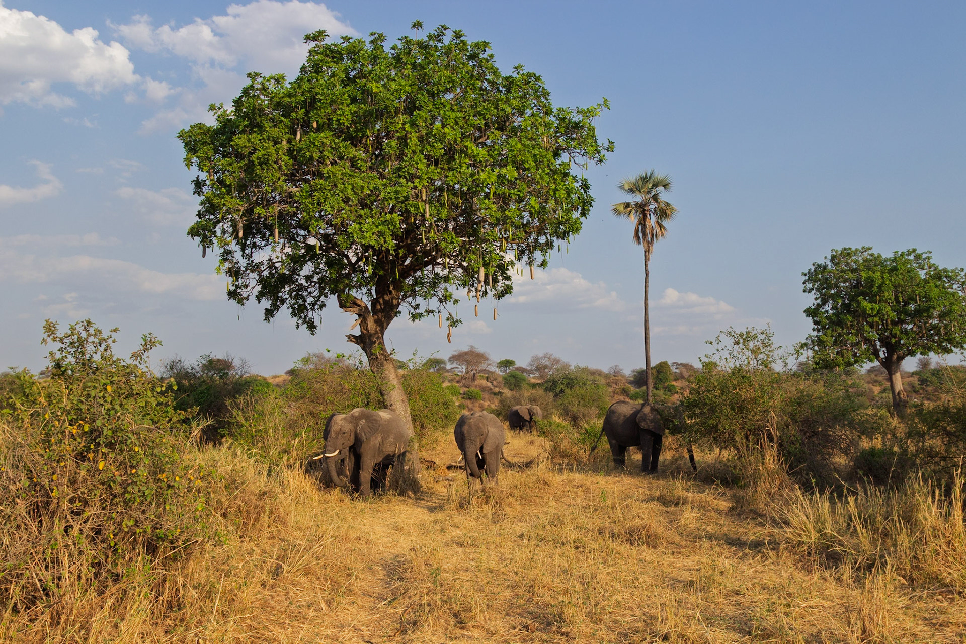Elephants roam and forage in Tarangire National Park, Tanzania, finding food and shelter under the iconic sausage tree.