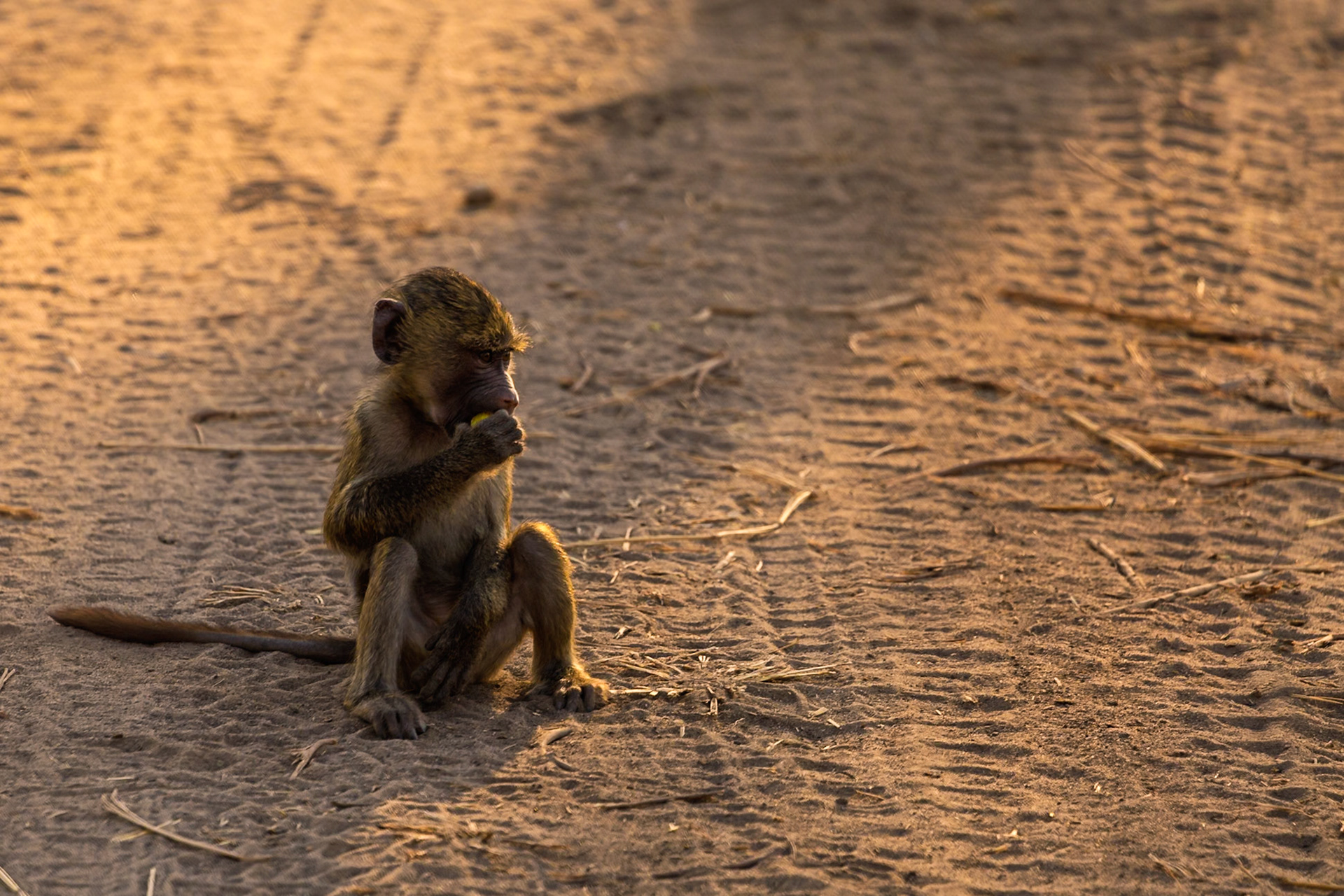 A young baboon sits on a dirt road in Tarangire National Park, Tanzania, enjoying a snack in the warm light.